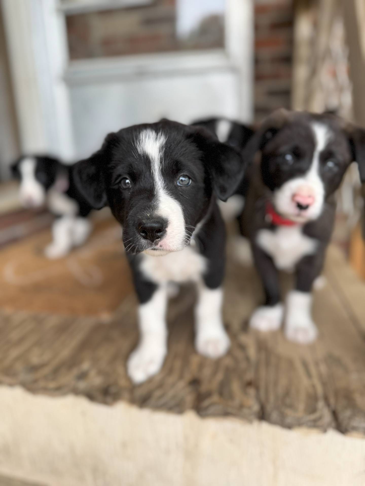 Photo of Healthy Border Collie puppies