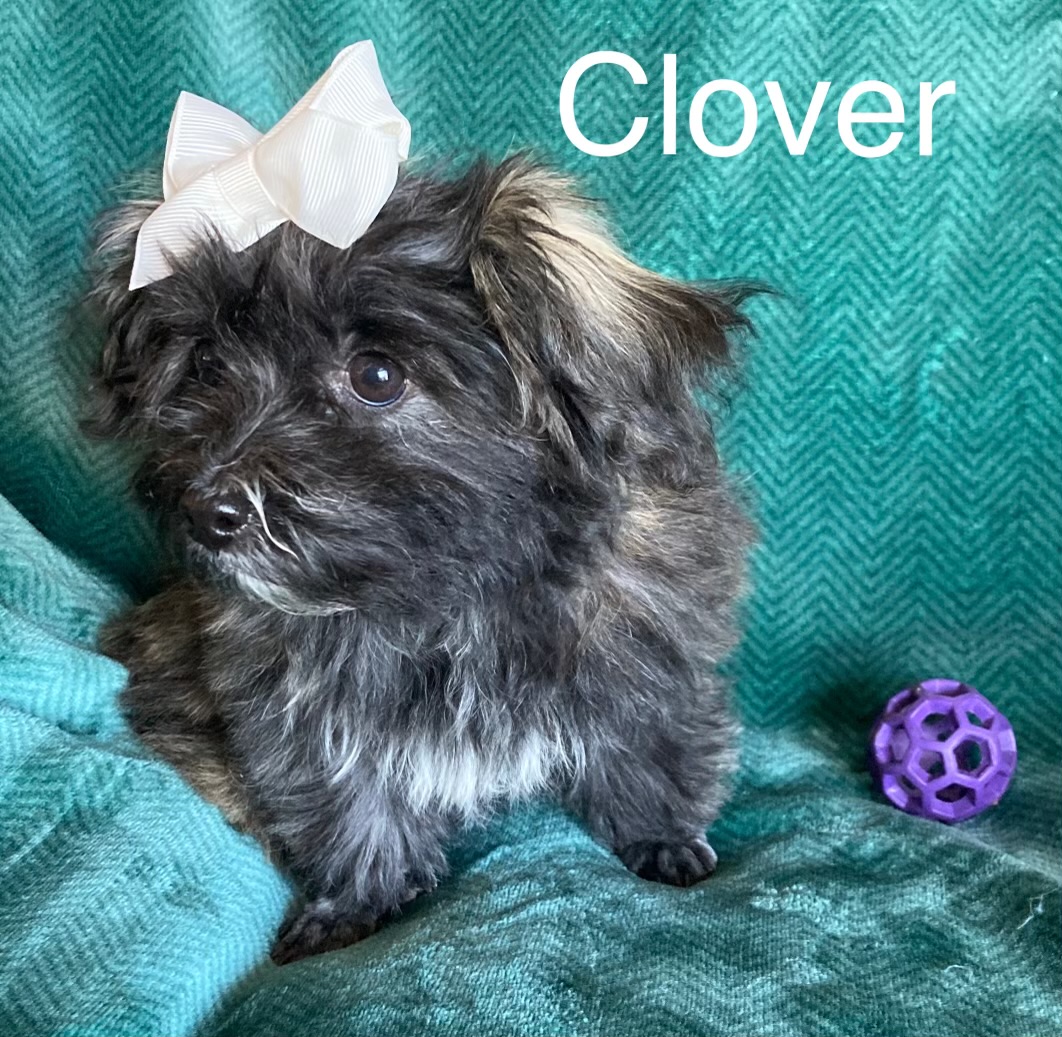 Photo of Havanese puppies