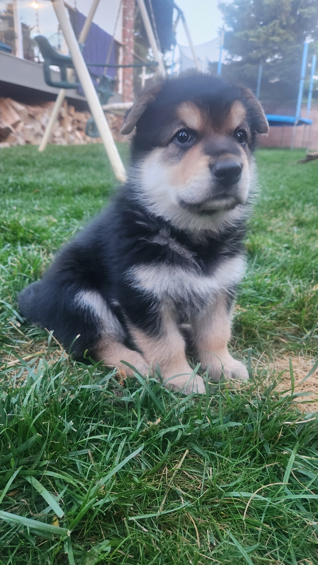 Photo of German Shepherd Cross Puppies 