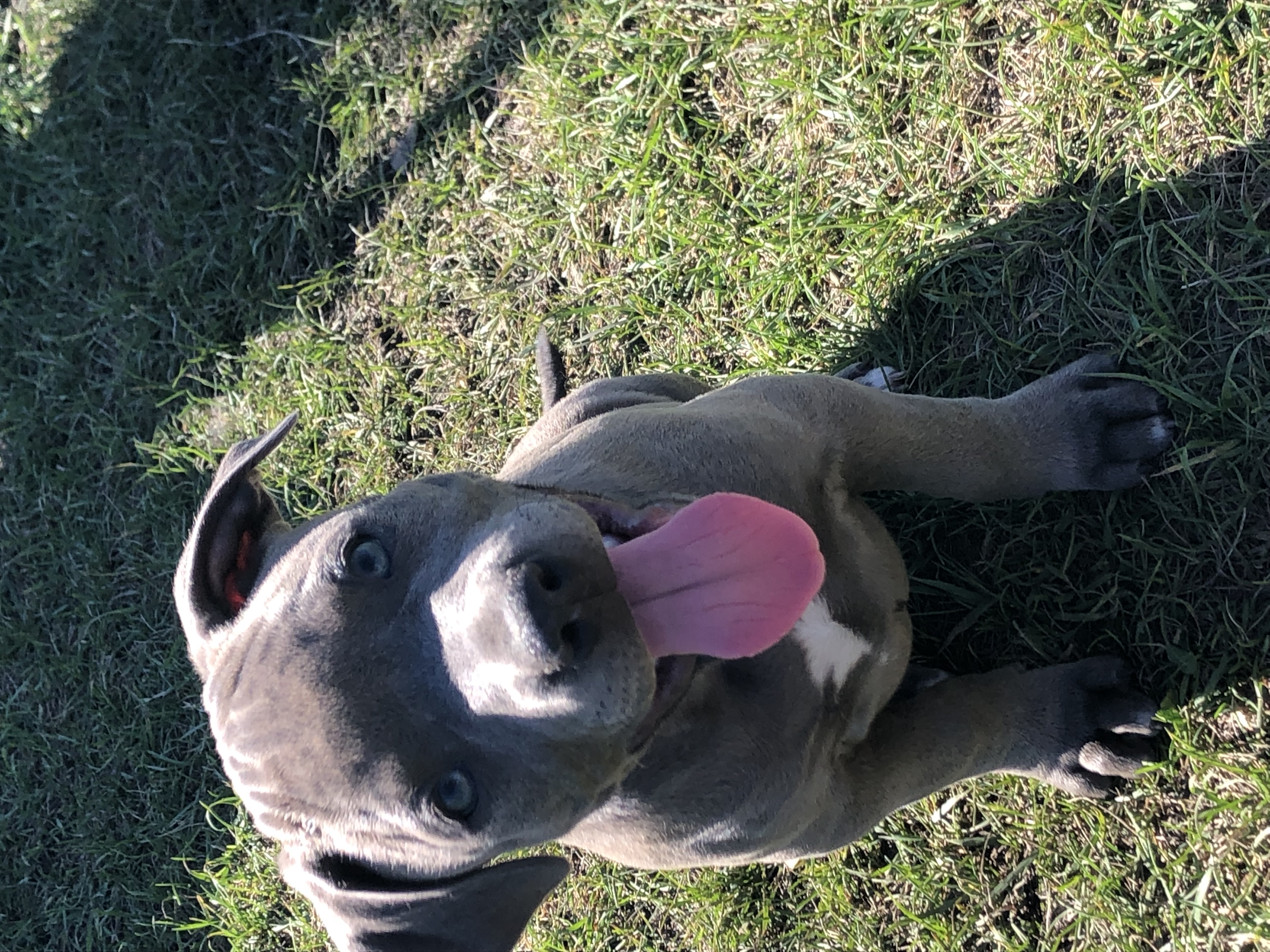 Photo of Beautiful purebred pitbull puppies