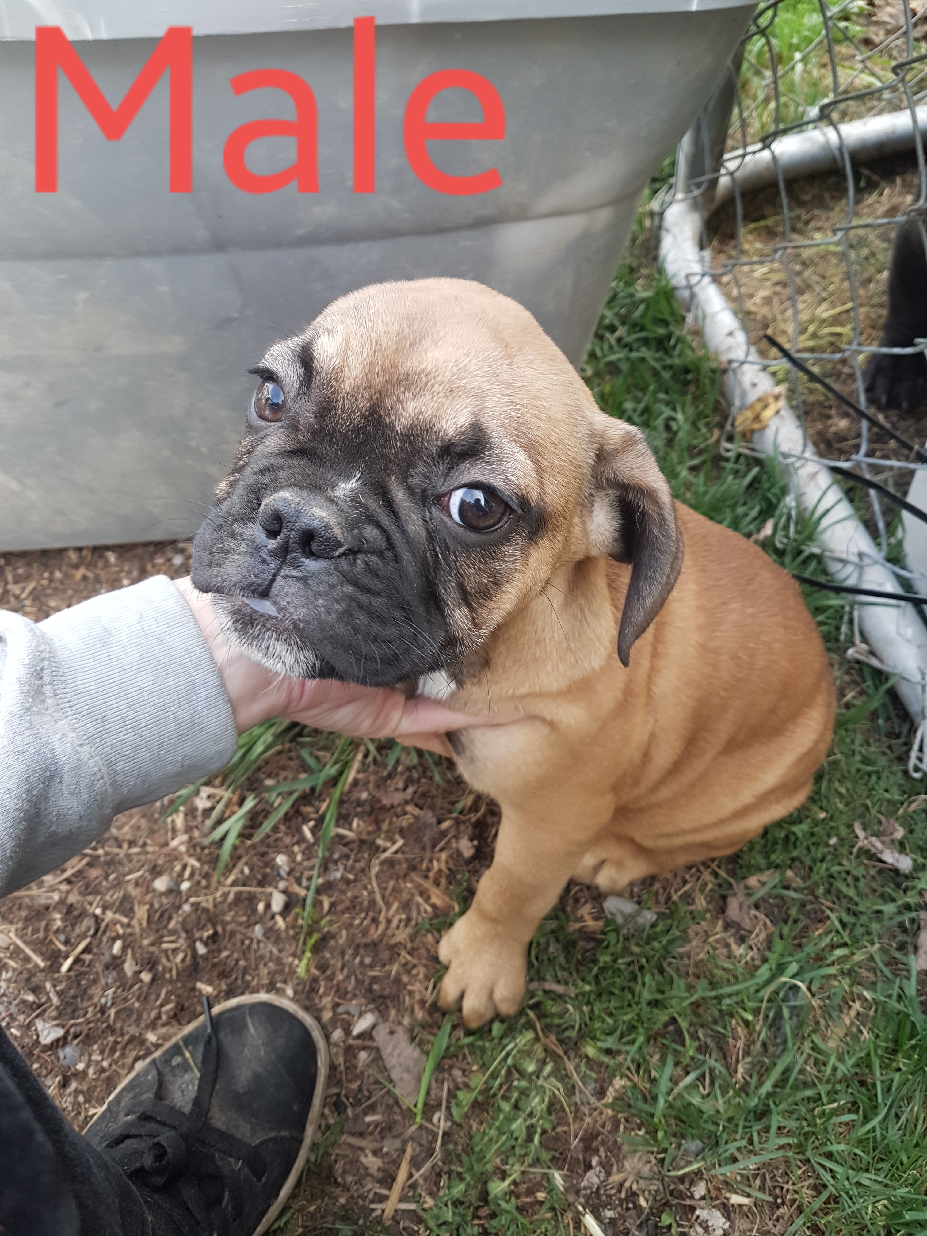 Photo of Beautiful Male Bulldog Babies