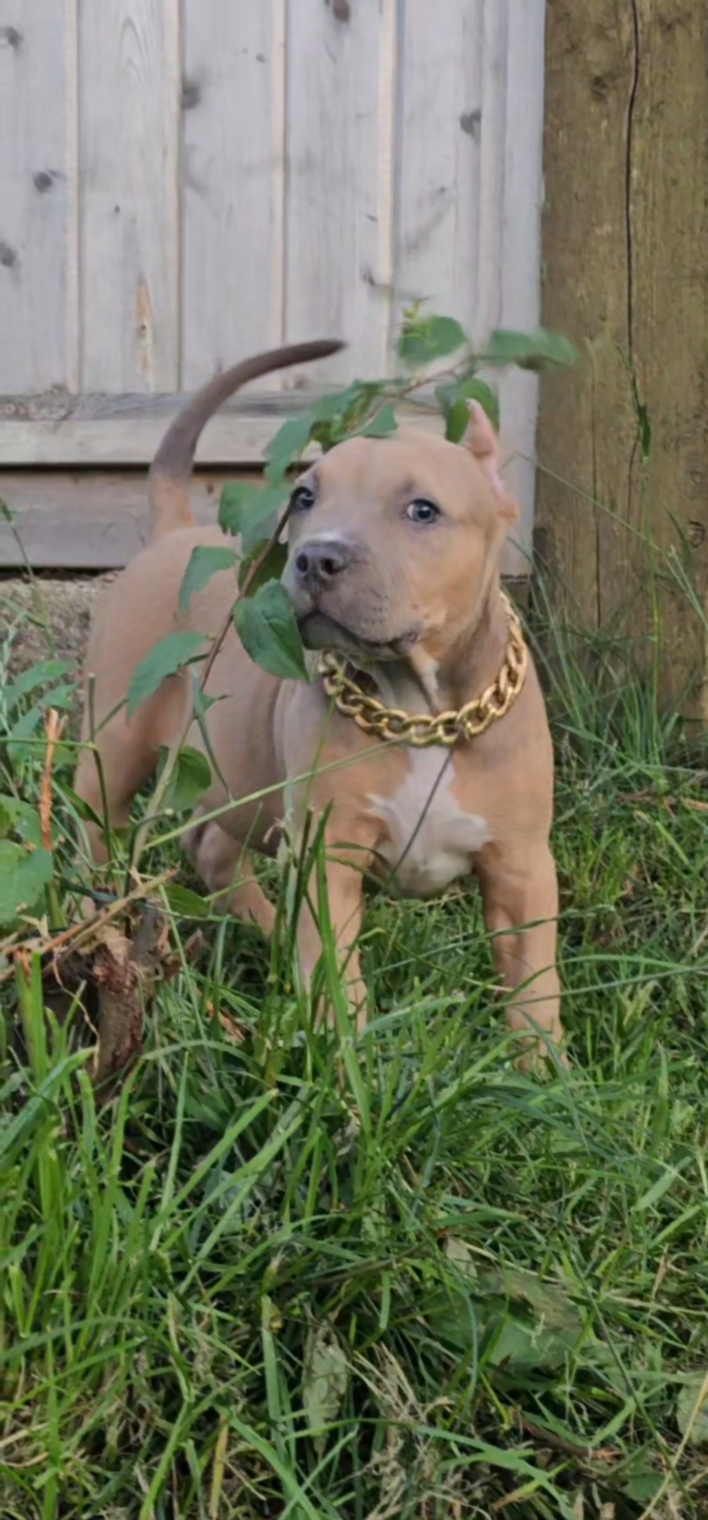 Photo of Female American bully pup famous bloodlines 