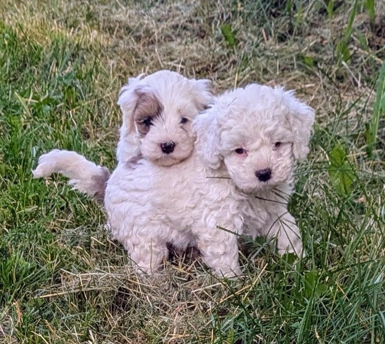 Photo of Cute Cockapoos 