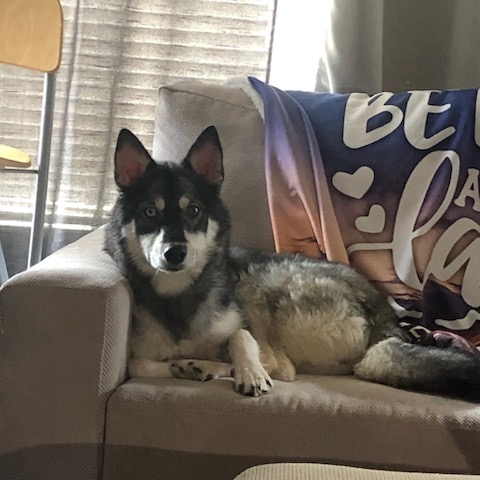 Photo of Miniature Siberian Husky