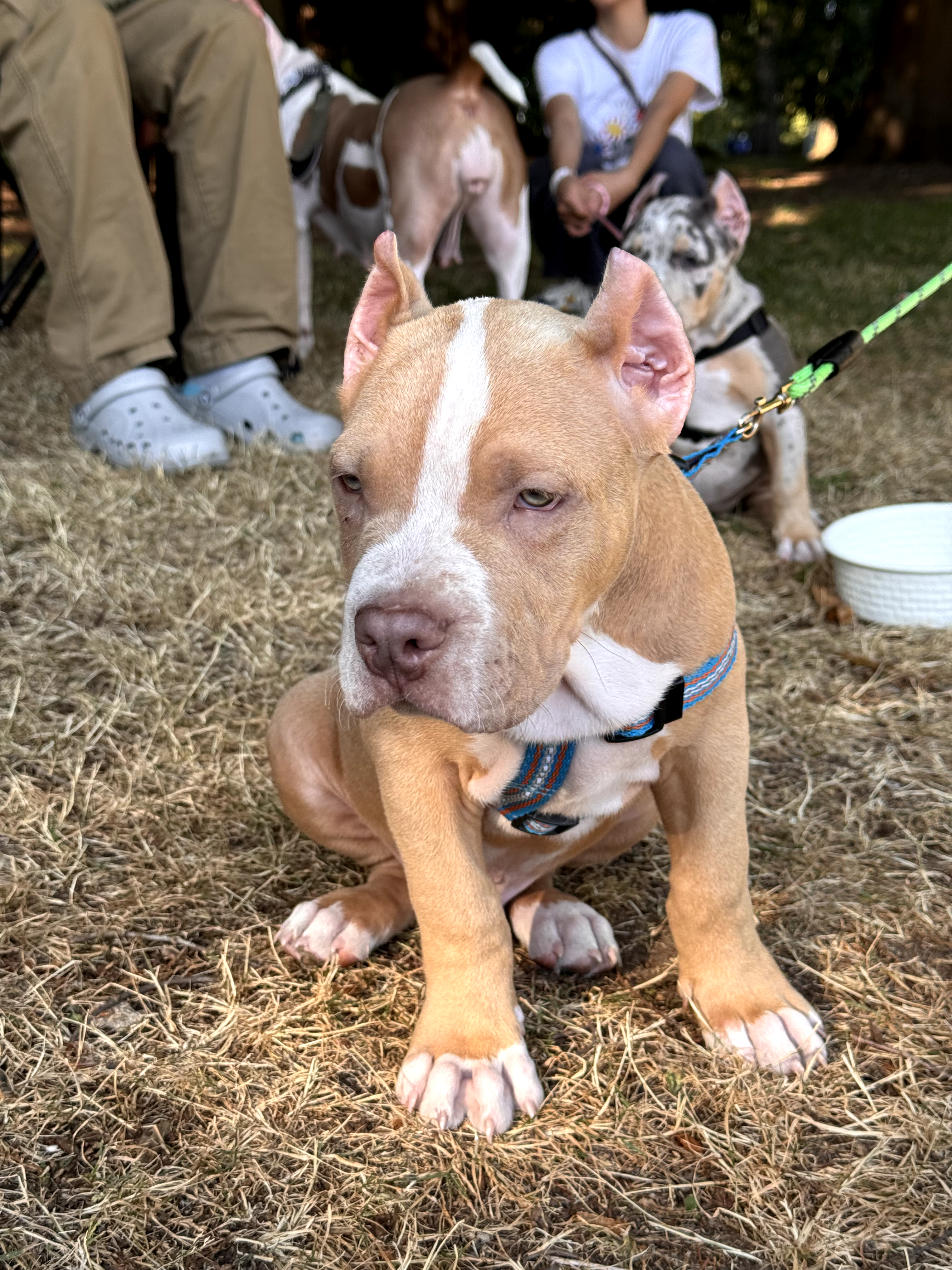 Photo of Huge and thick male american bully puppy