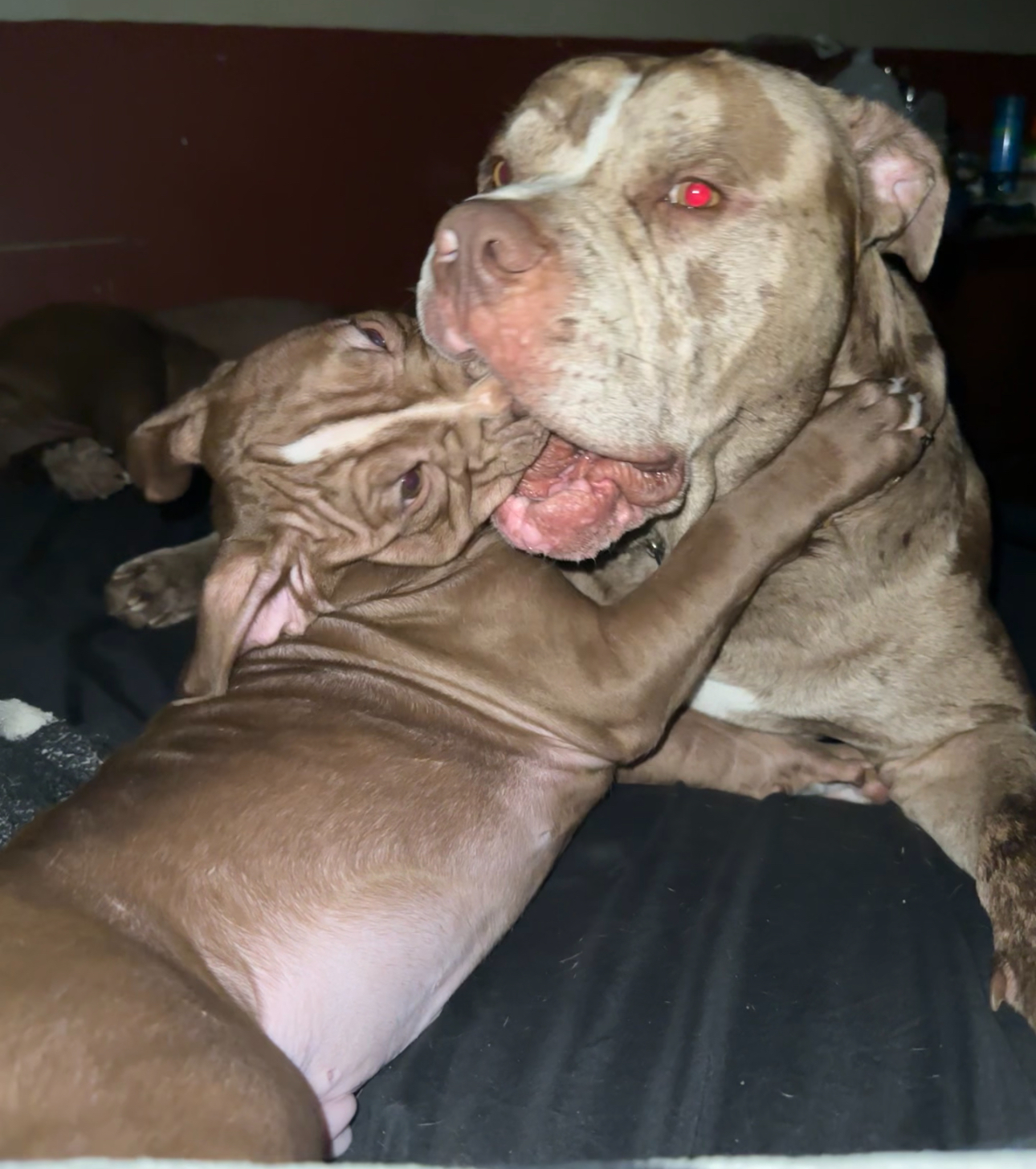 Photo of Olde English Bulldog puppy