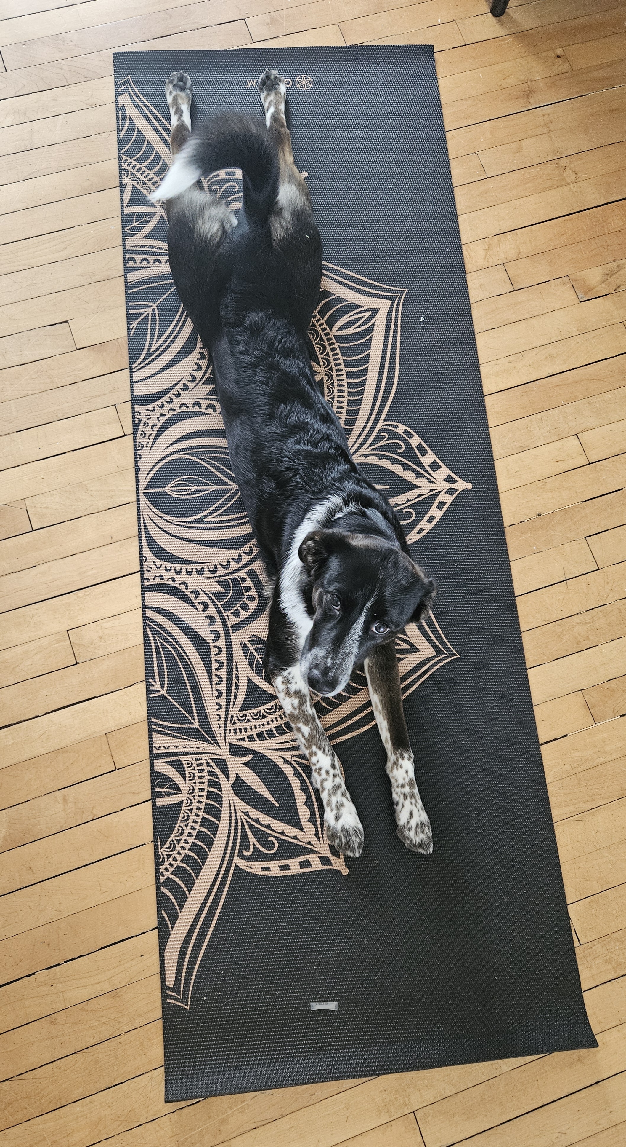 Photo of One year old German Shepherd x Border Collie 