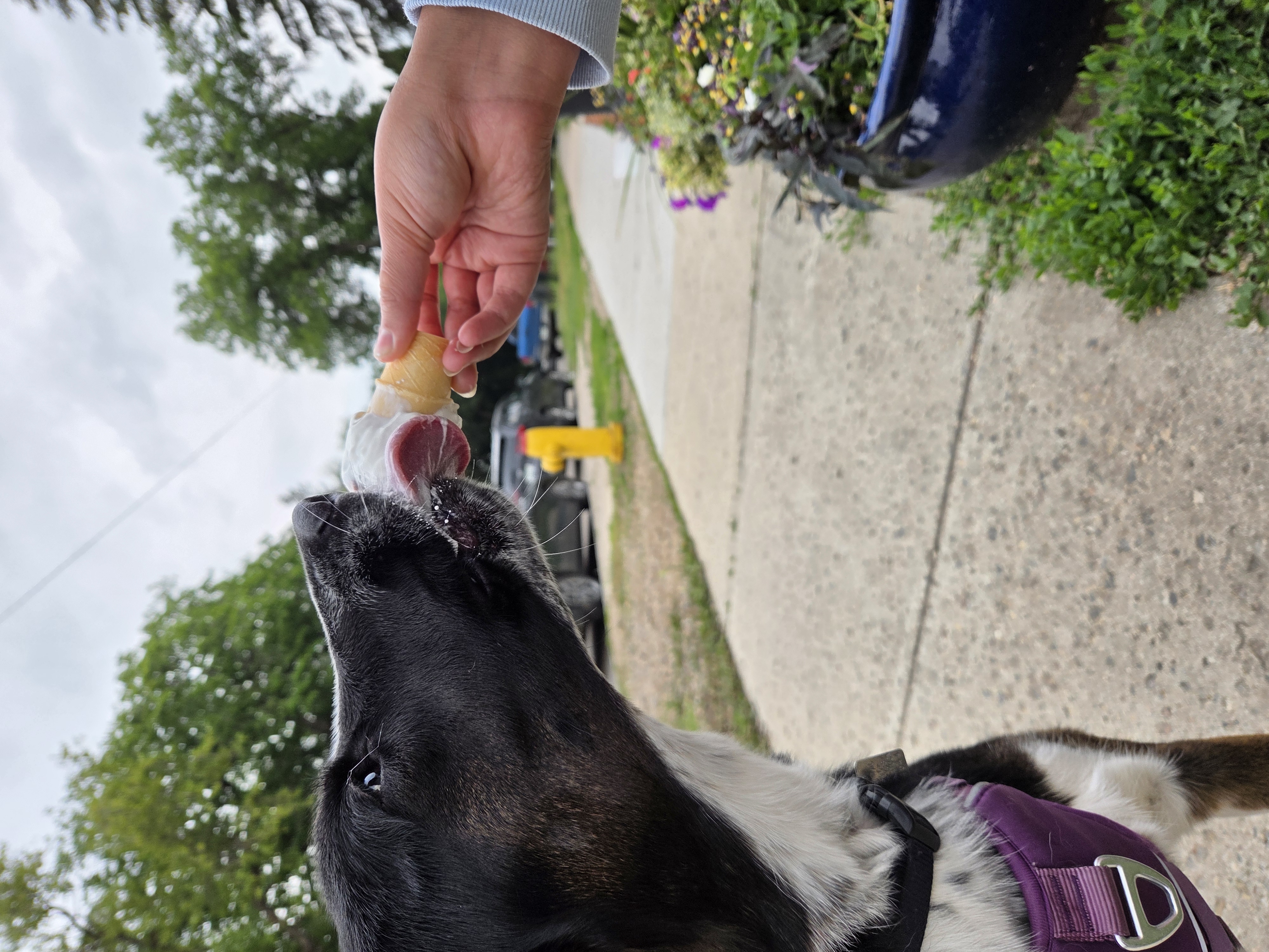 Photo of One year old German Shepherd x Border Collie 