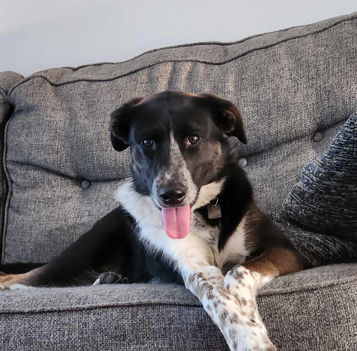 Photo of One year old German Shepherd x Border Collie 