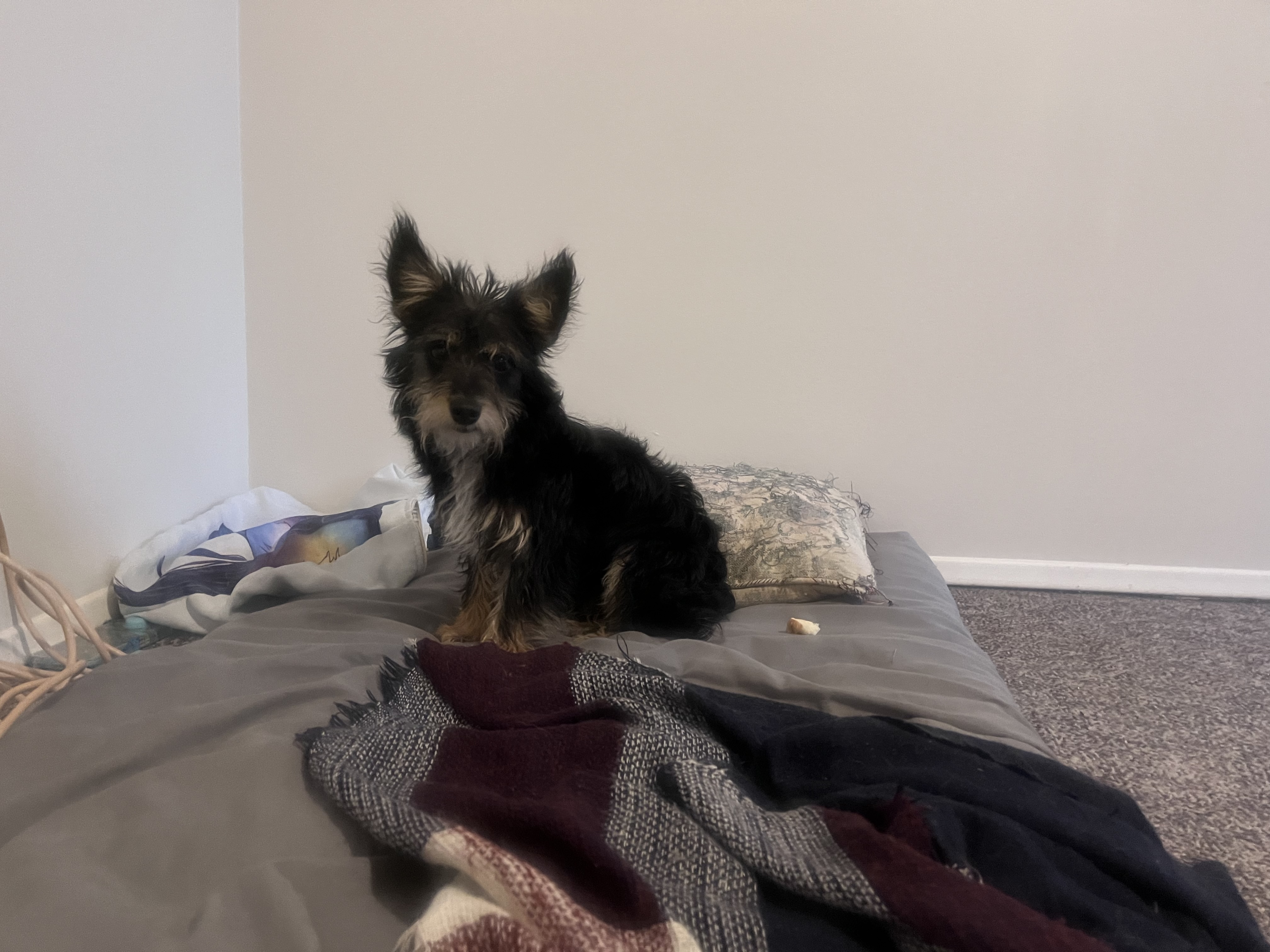 Photo of Shitzu/yorkie cross 7 Months Old