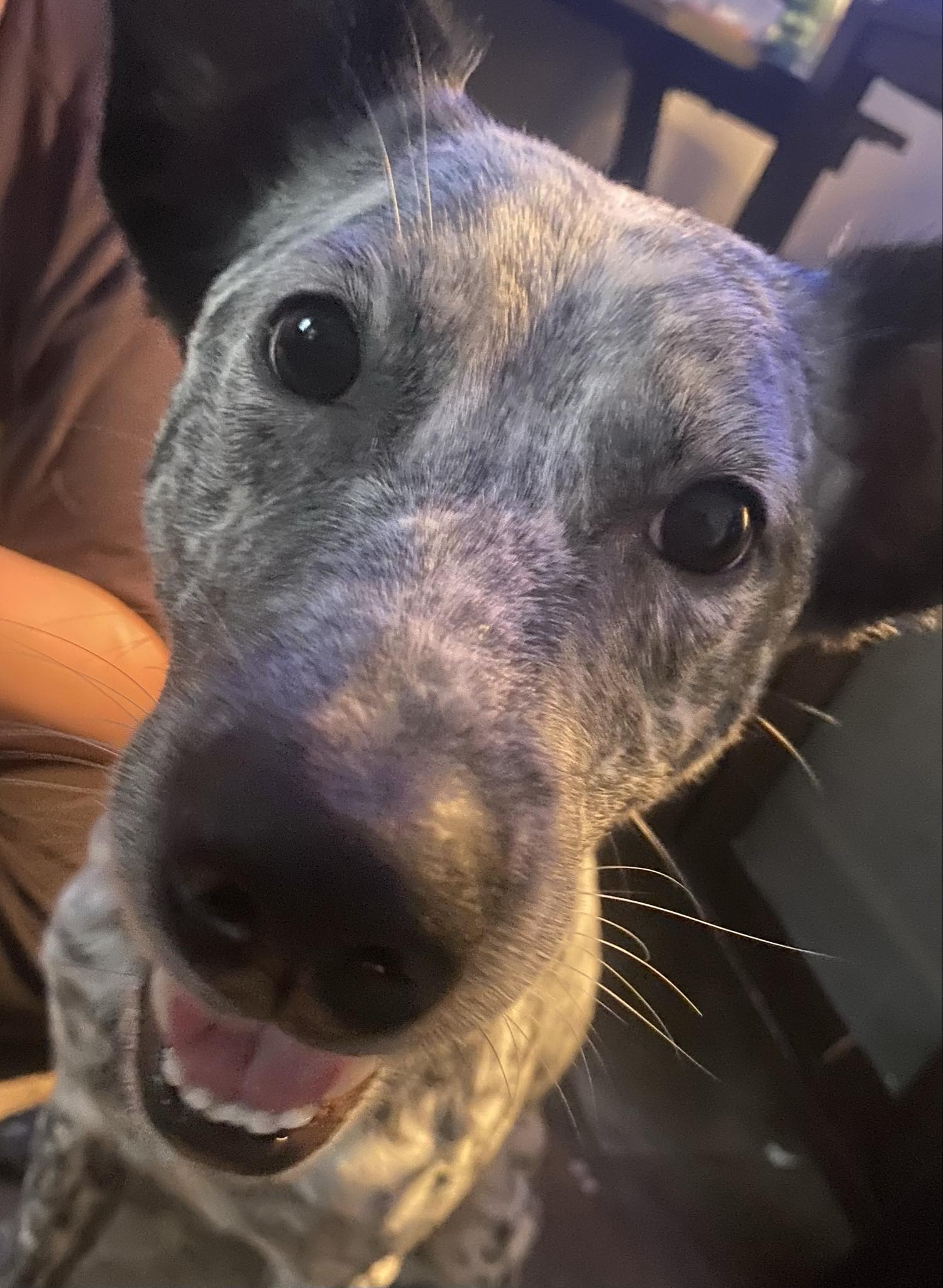 Photo of Blue heeler mix