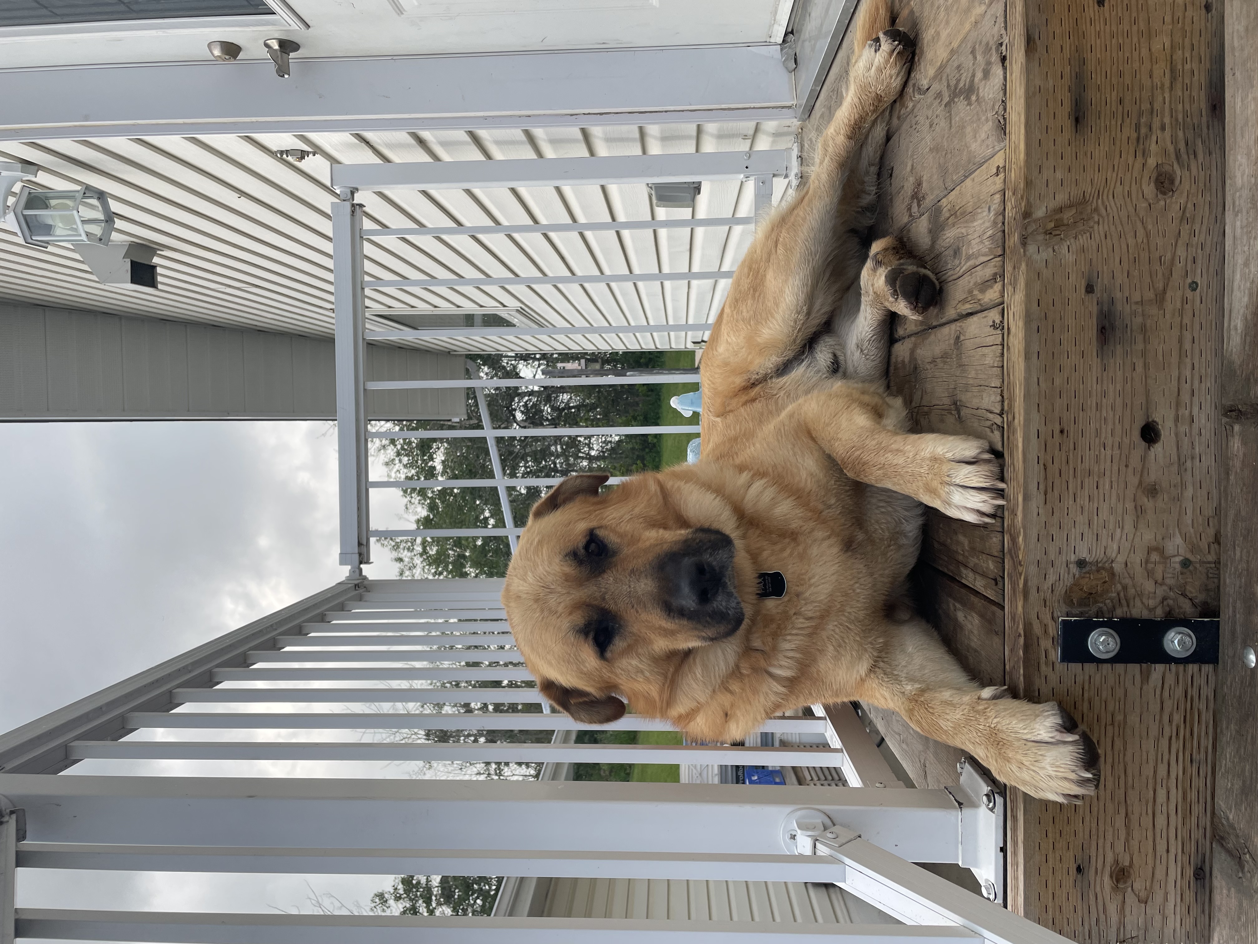 Photo of Free shep/lad cross