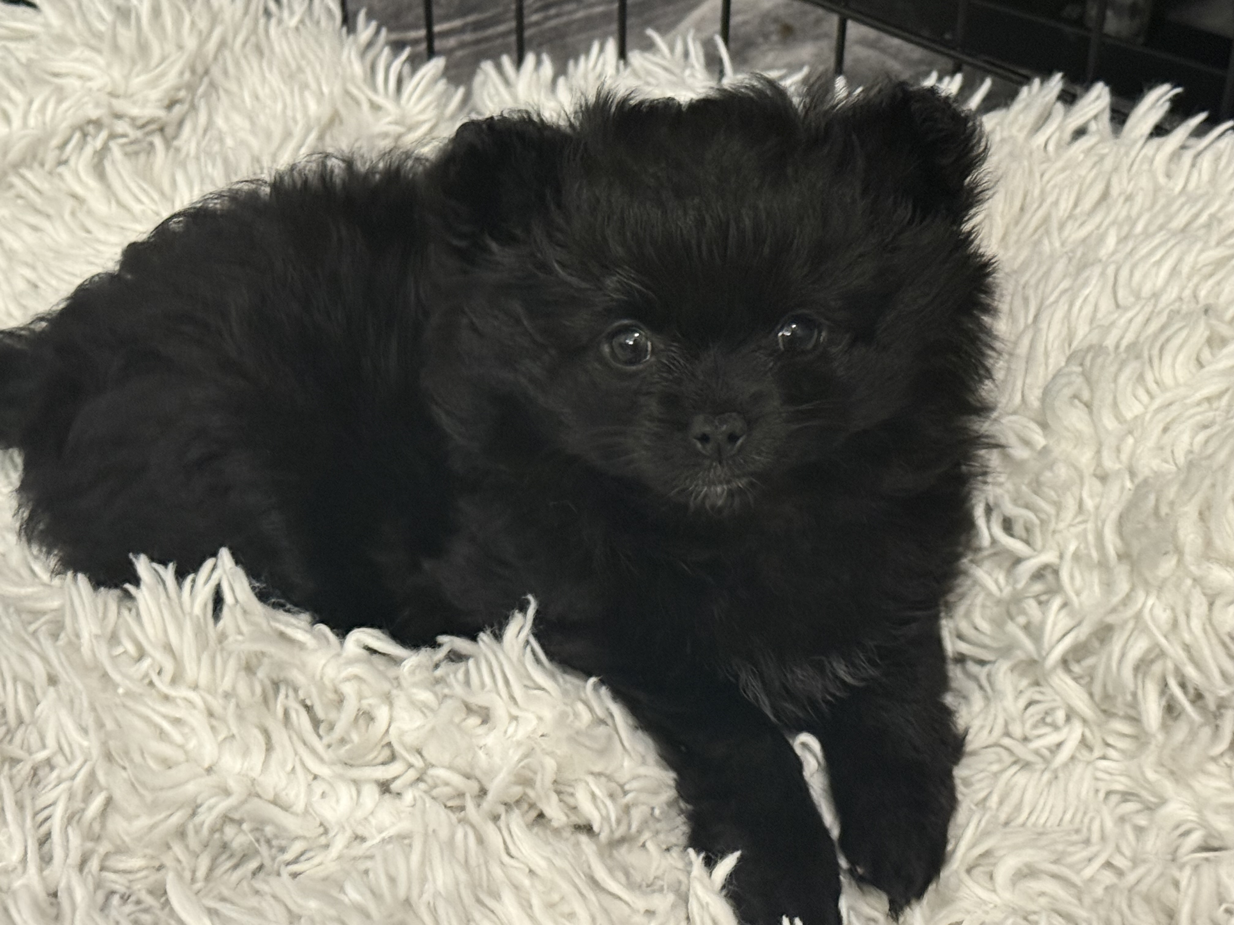 Photo of Pomchi girl