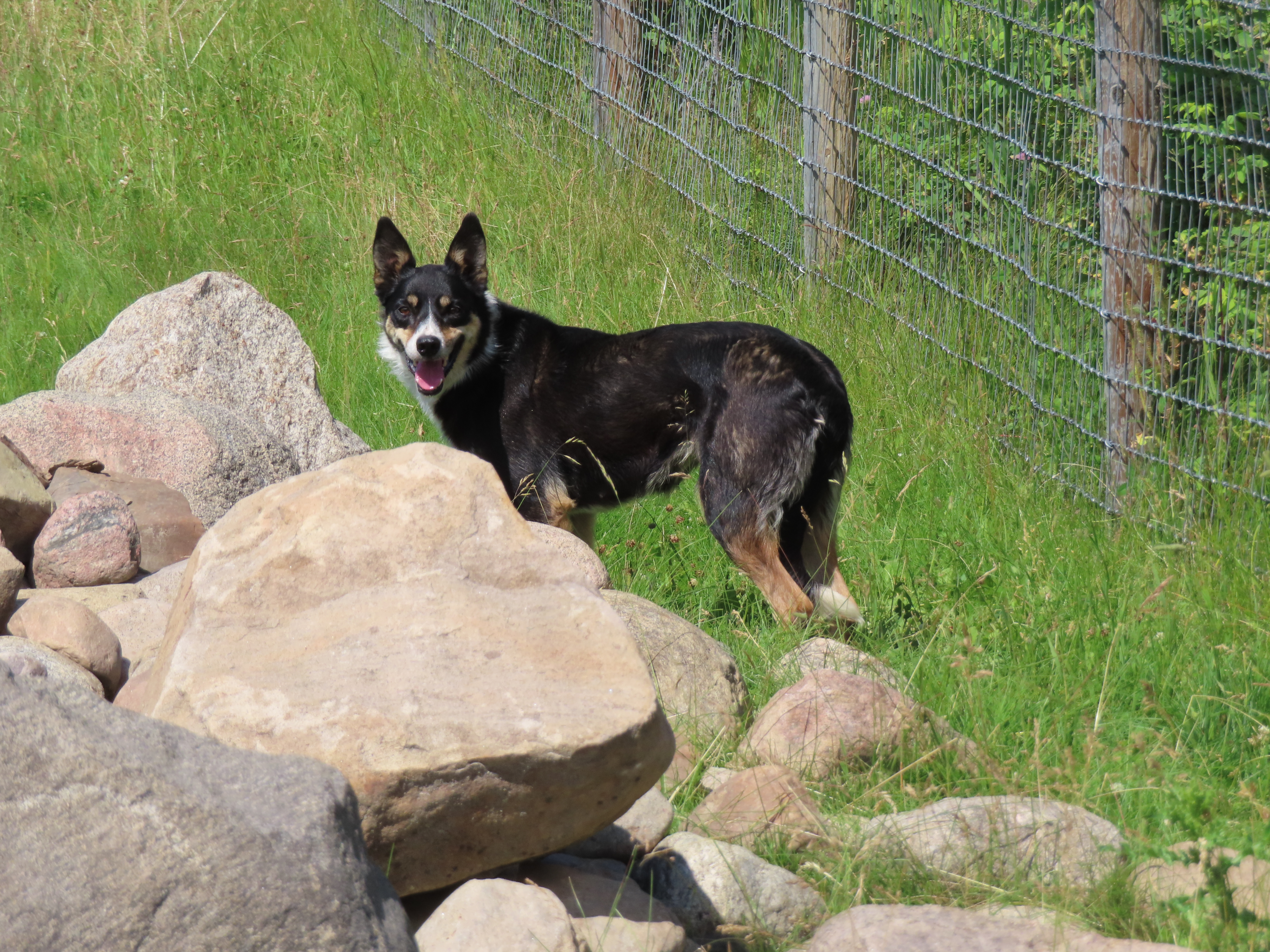 Photo of Working Border Collie