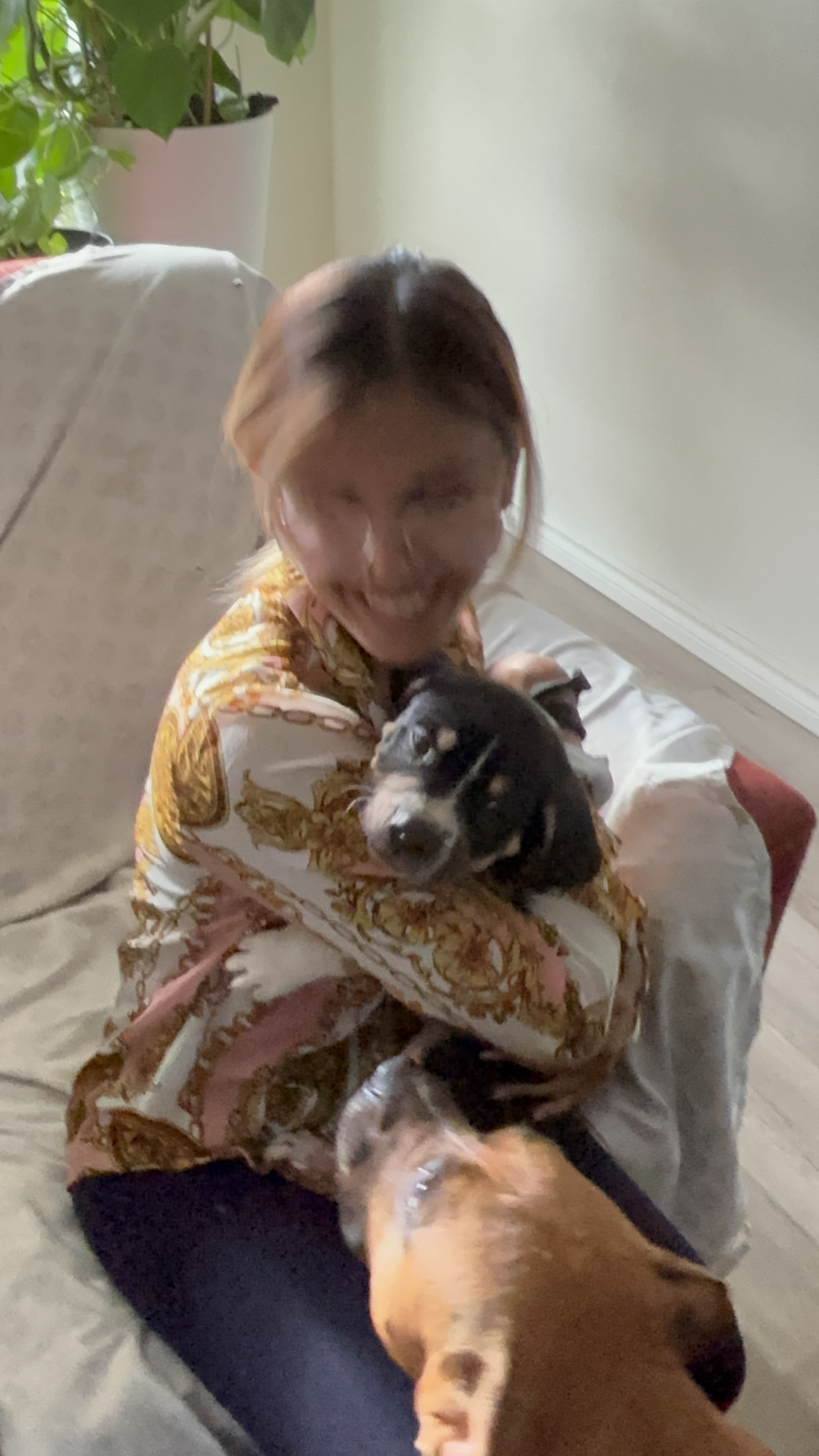 Photo of American Ptbull puppies