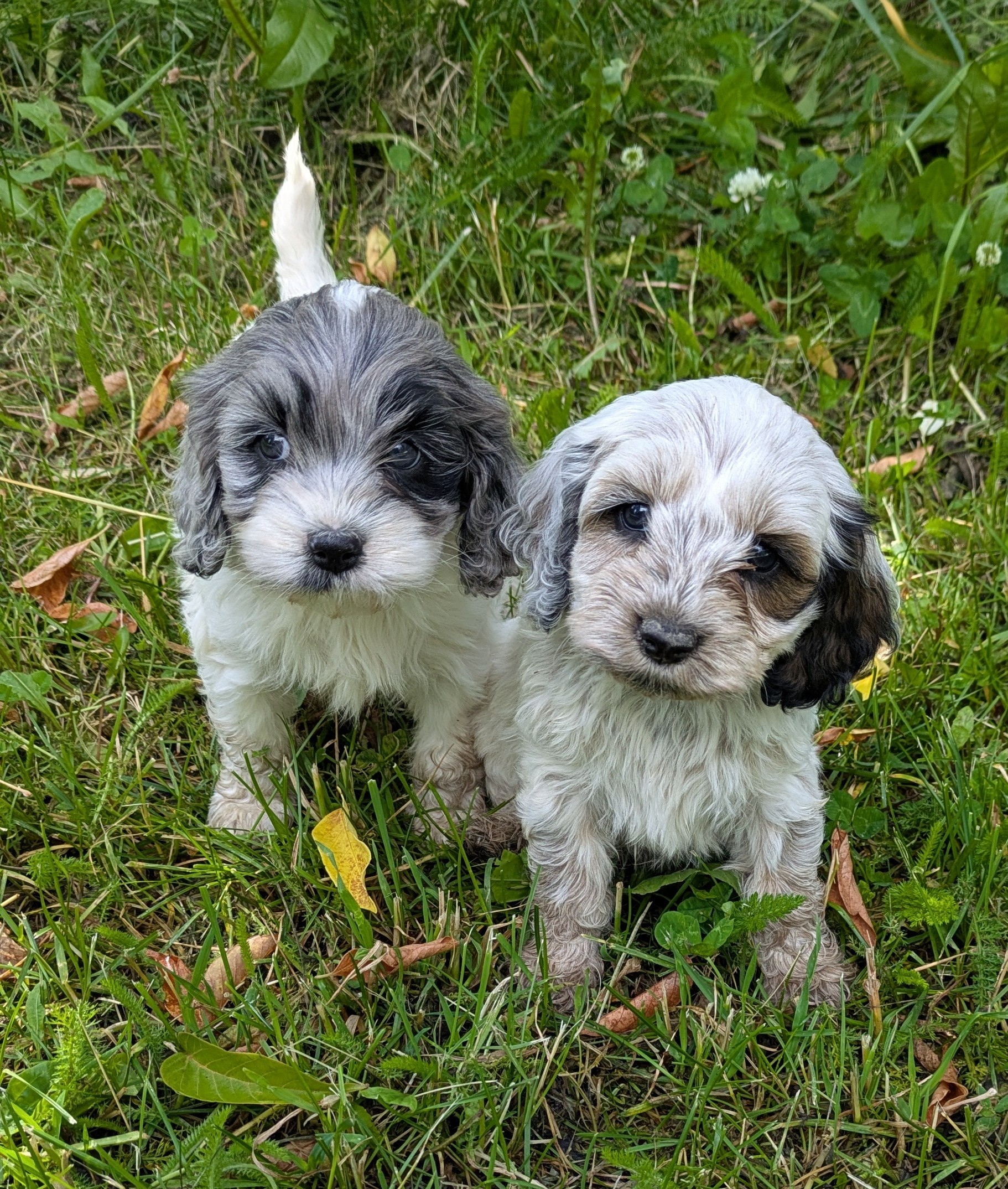 Photo of Cockapoo Puppies