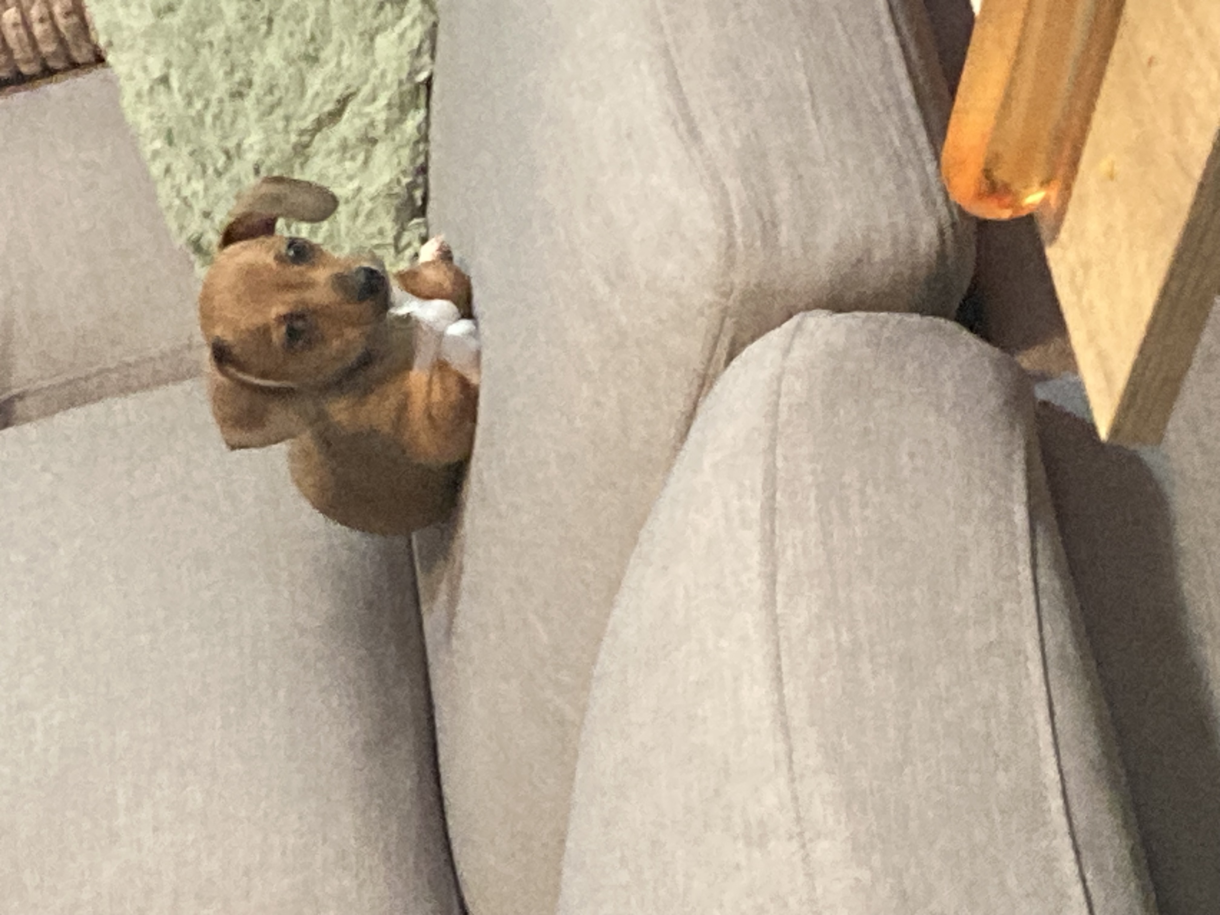 Photo of Chi weenie female 