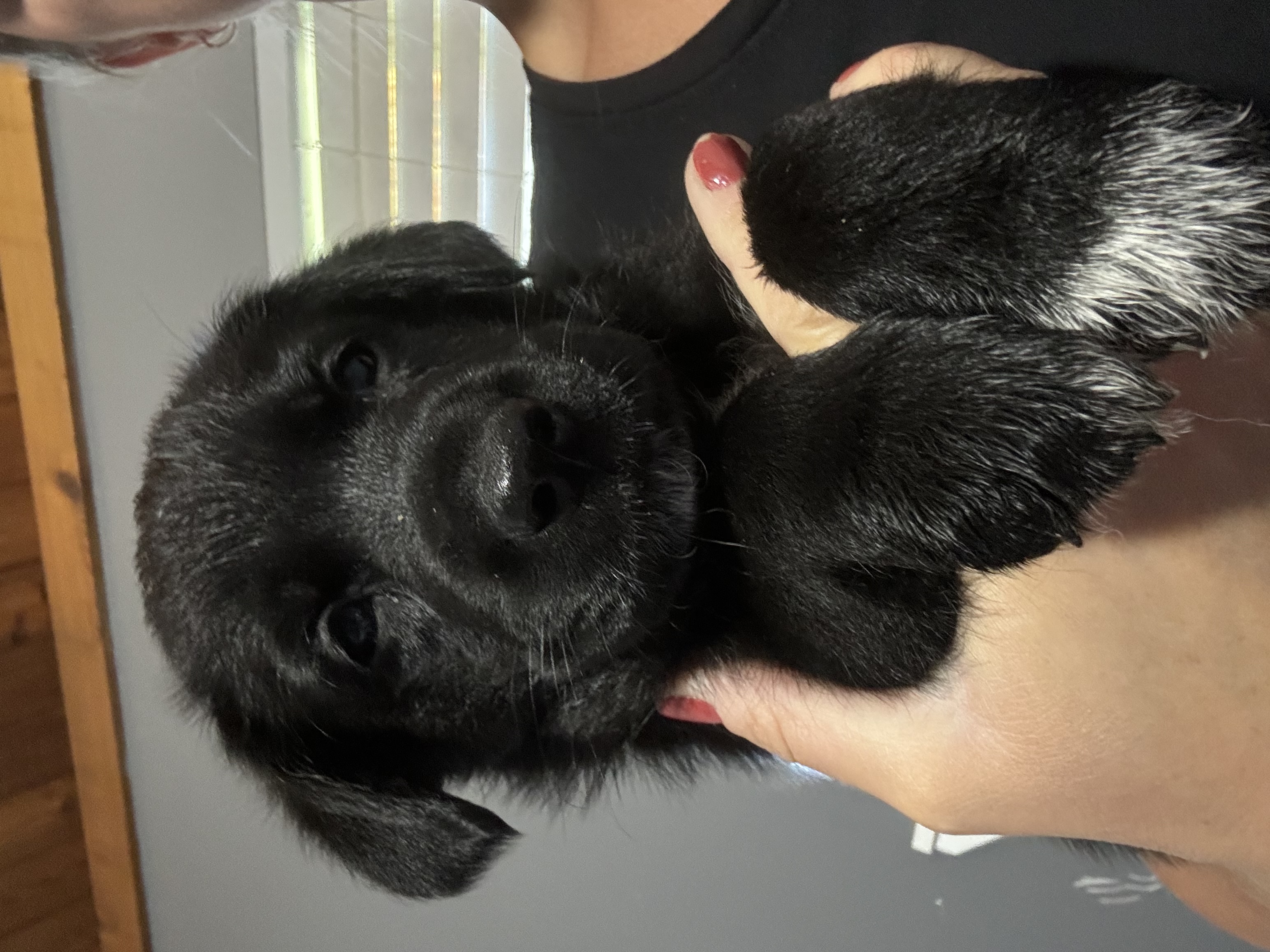 Photo of Cute heeler/collie puppies