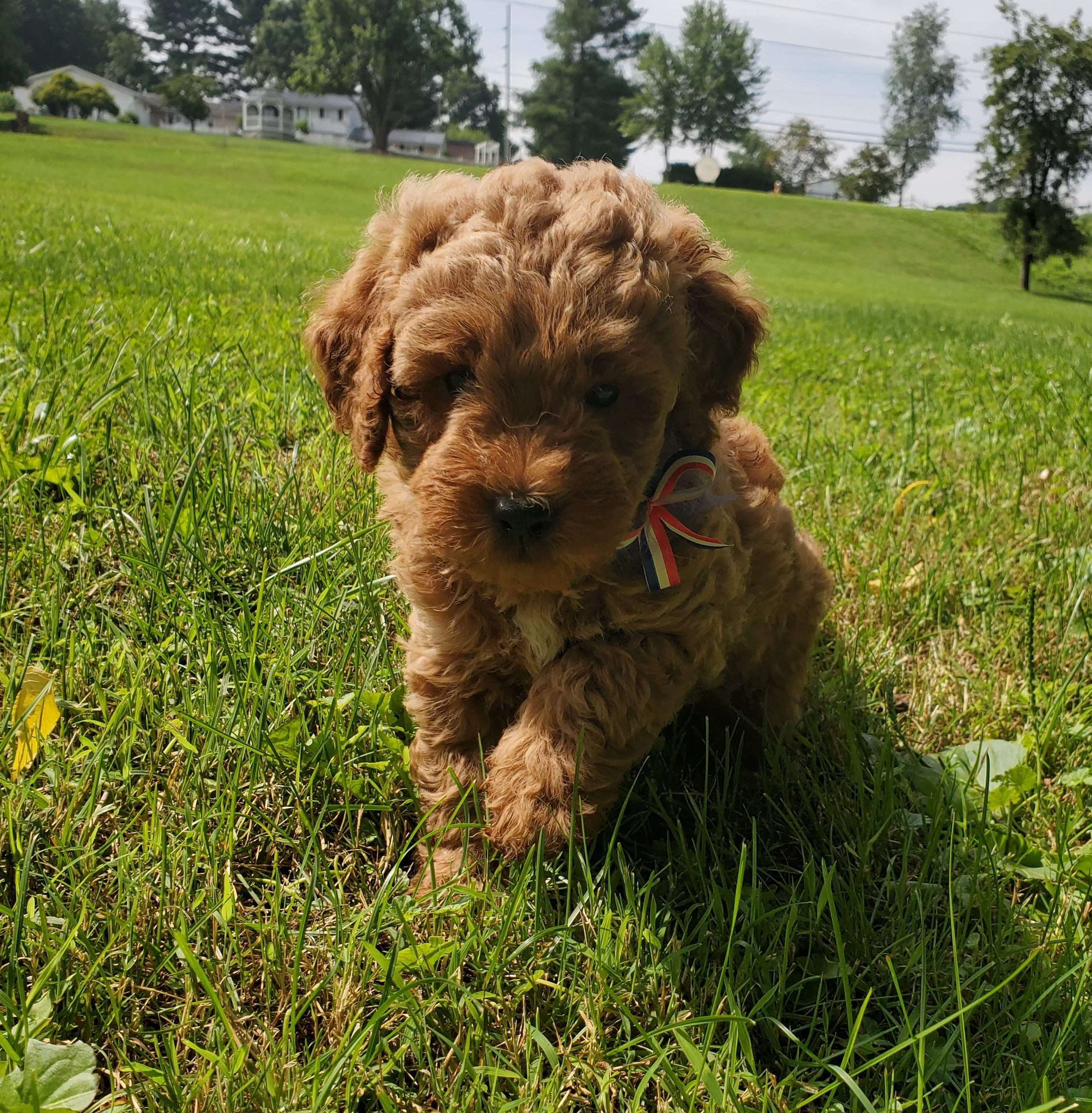 Photo of Miniature Goldendoodle Puppies