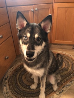 Photo of Female Miniature Husky