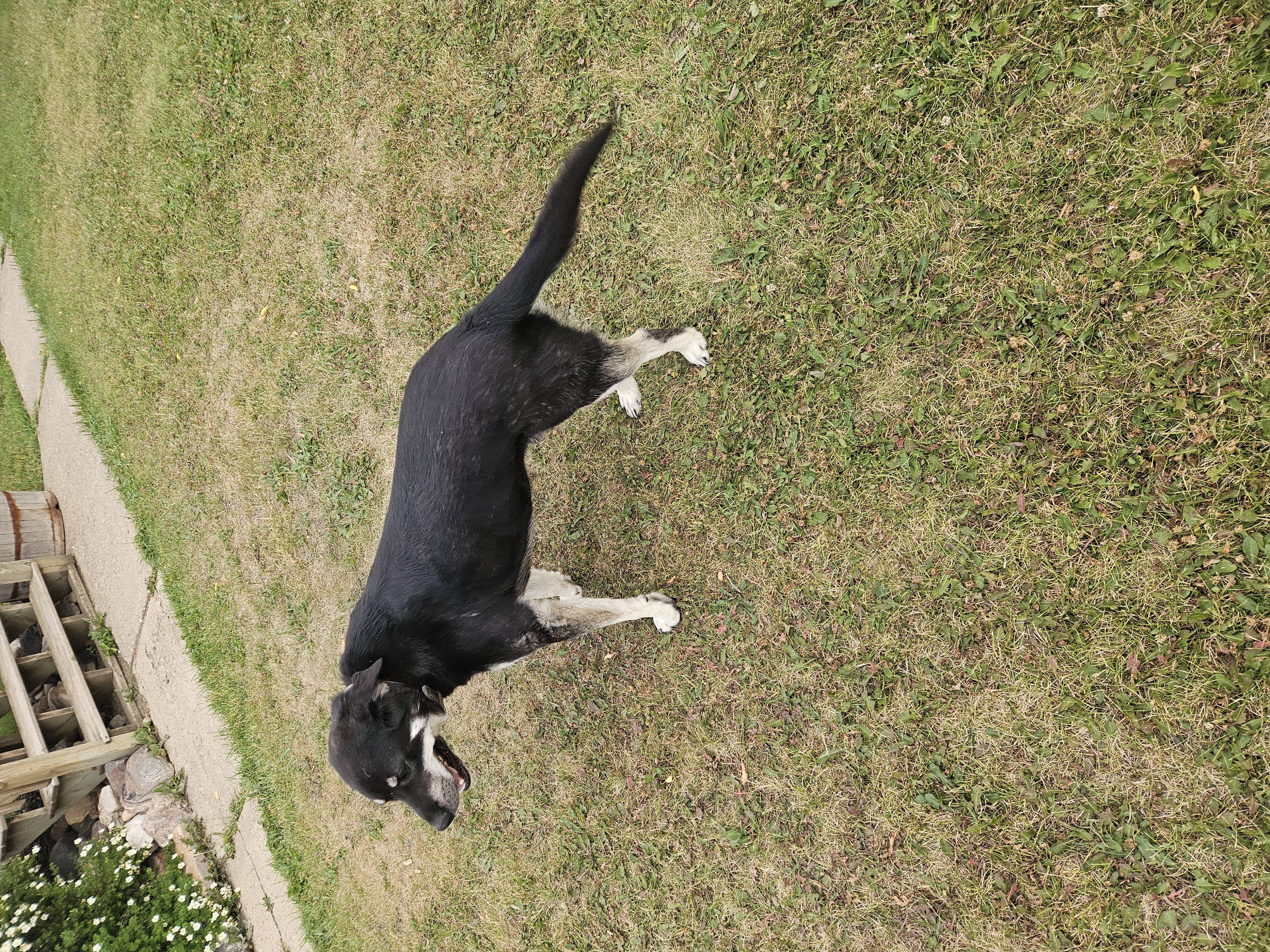 Photo of German shepherd cross Burmese man dog