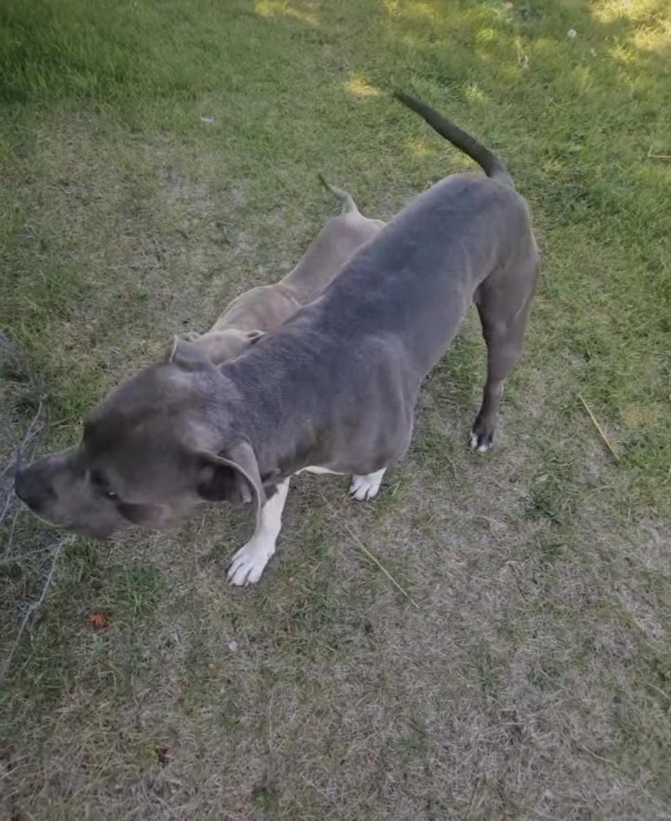 Photo of Purebred  pitbull puppies 