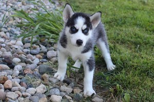 Photo of Siberian Husky Puppies