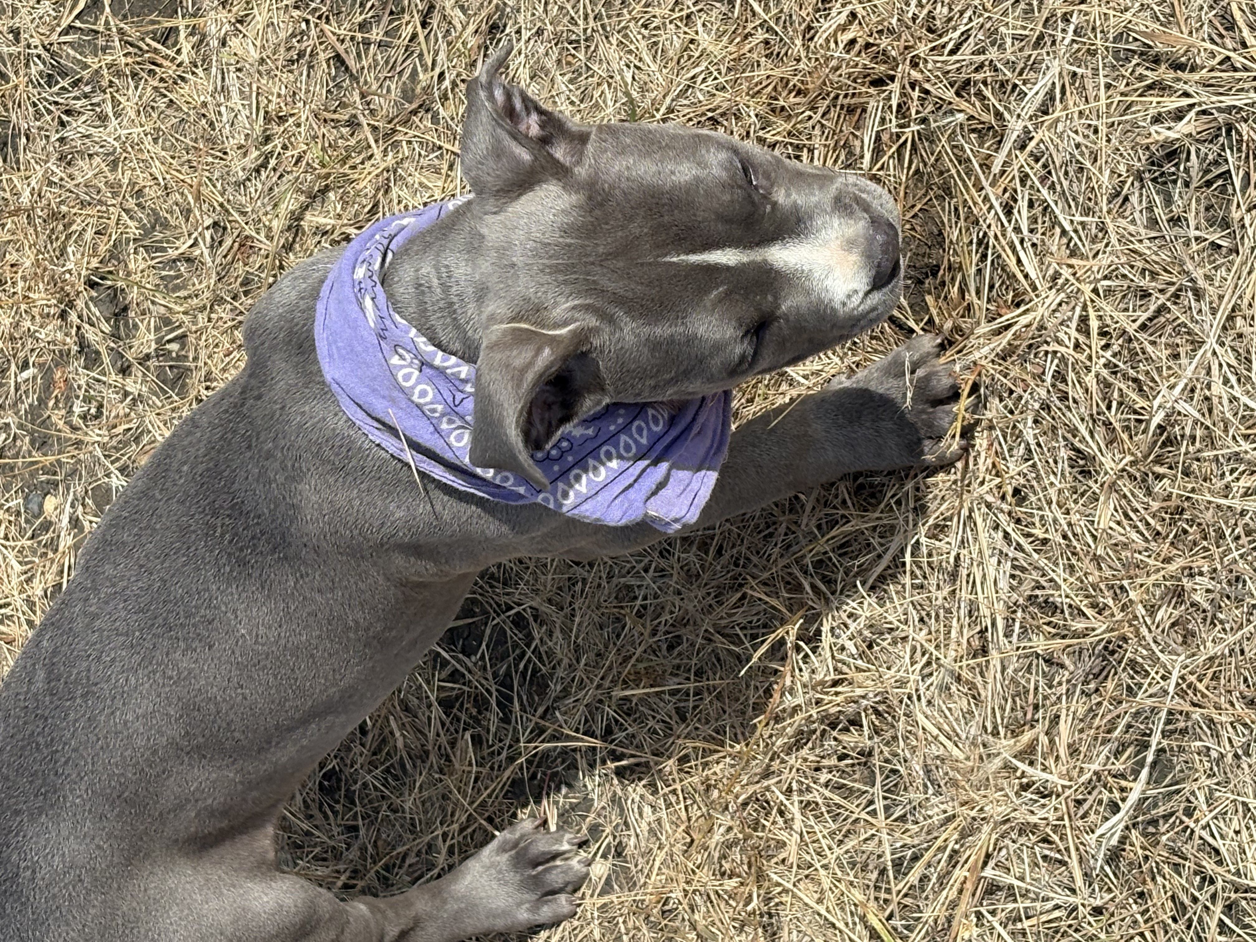 Photo of Blue nose Pitbull puppies 