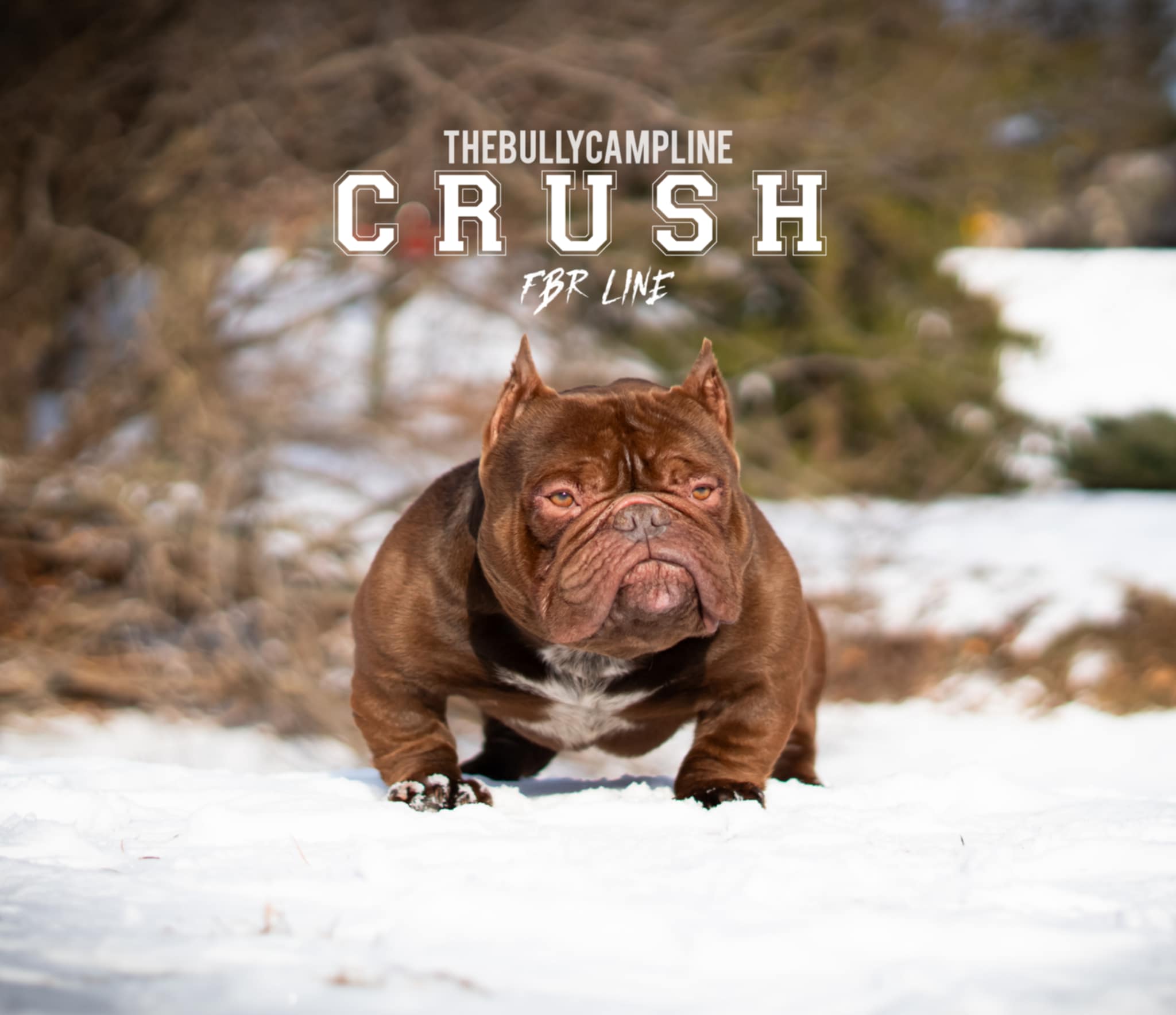 Micro American Bully - 4 - 1753577667517_6d53f0e7-17d8-4106-9a7e-fcf200de4d71