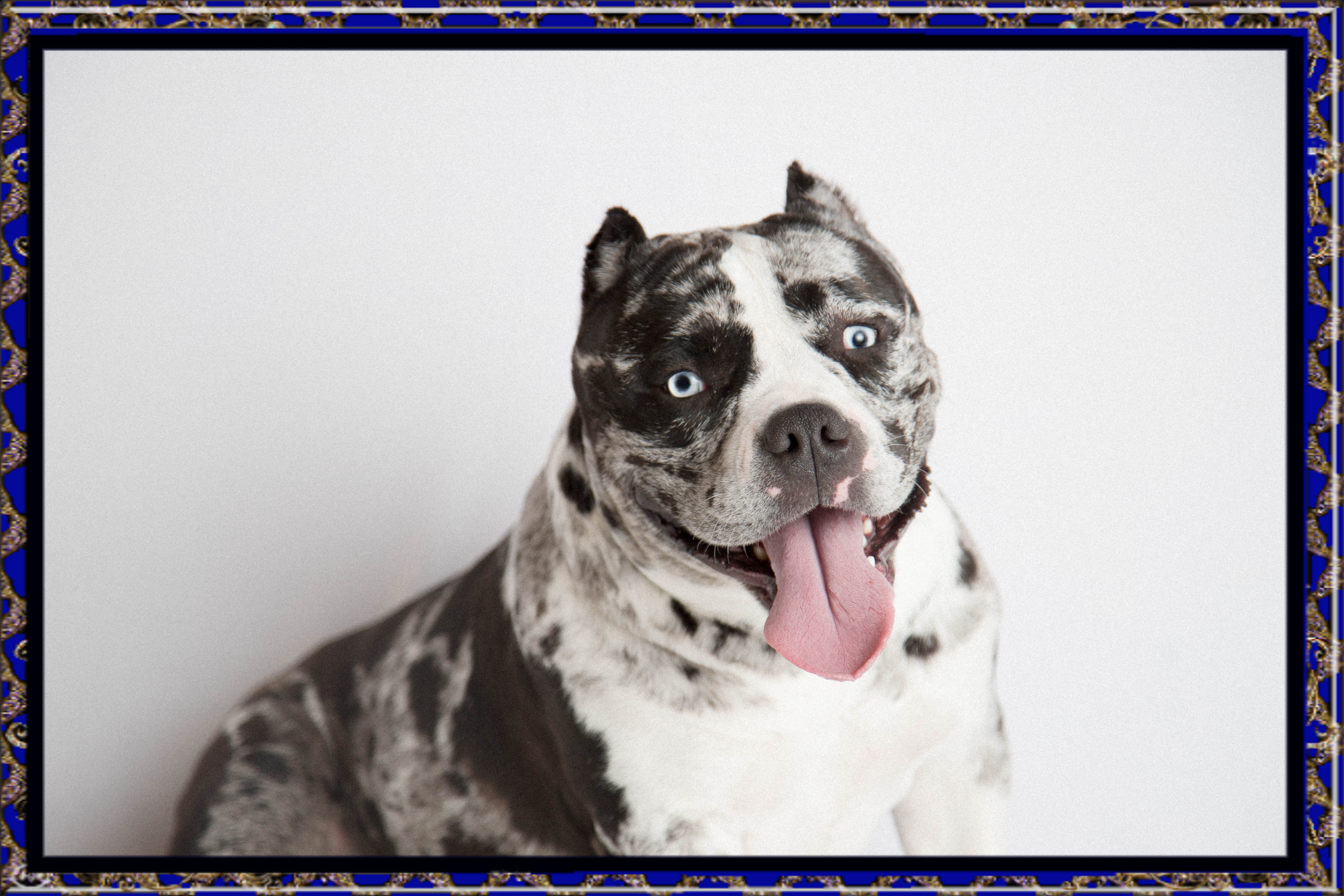 Micro American Bully - 5 - 1753577691639_emery tongue