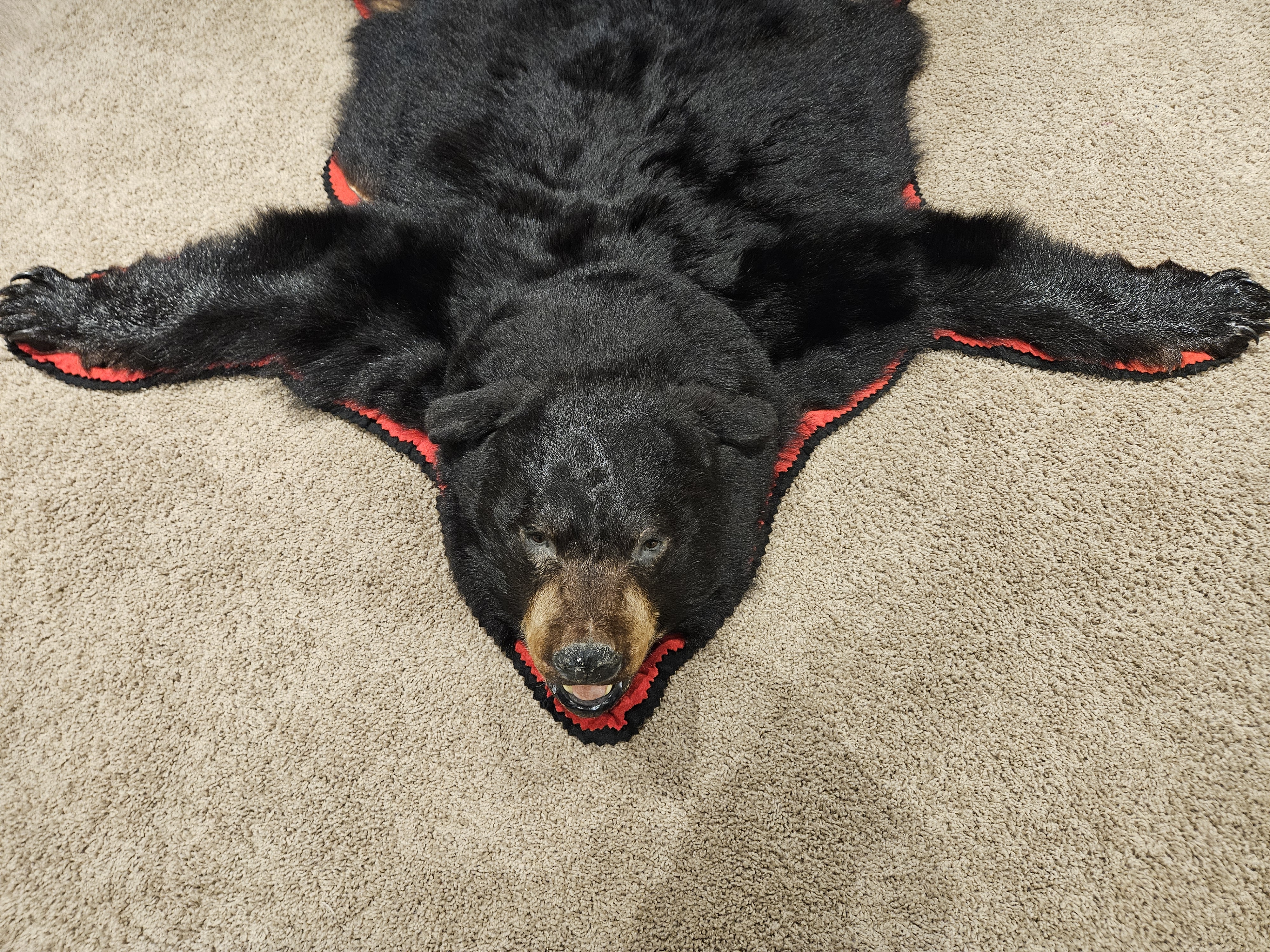 Photo of Bear rug