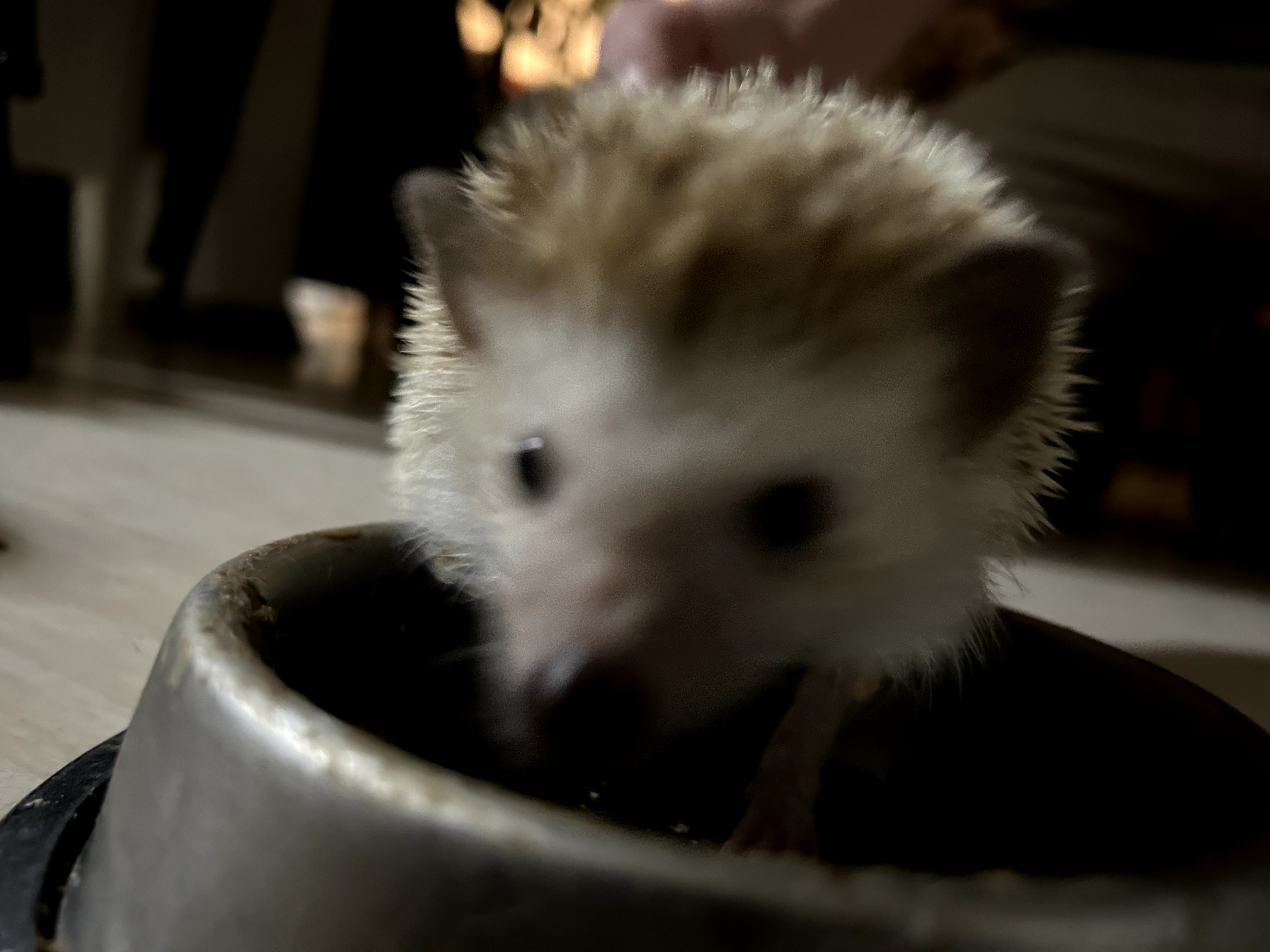 Photo of Hedgehog
