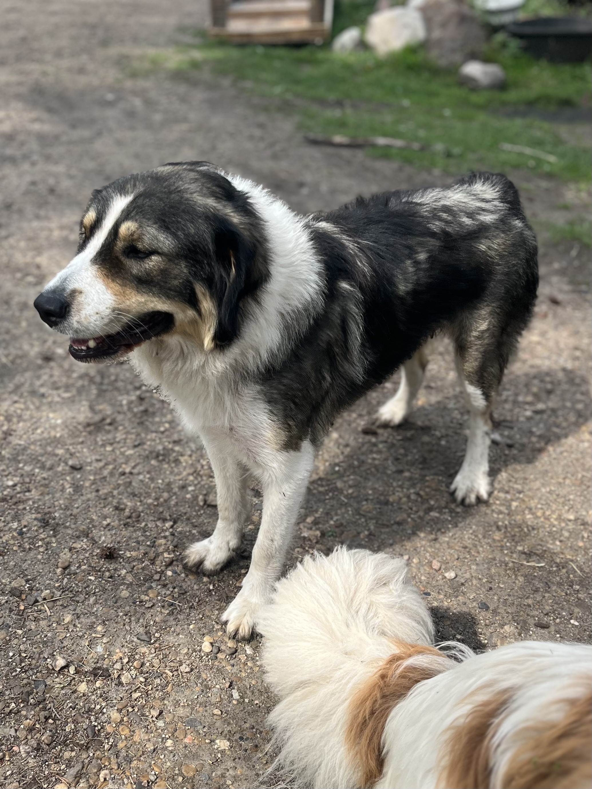 Photo of Karakachan Livestock Guardians