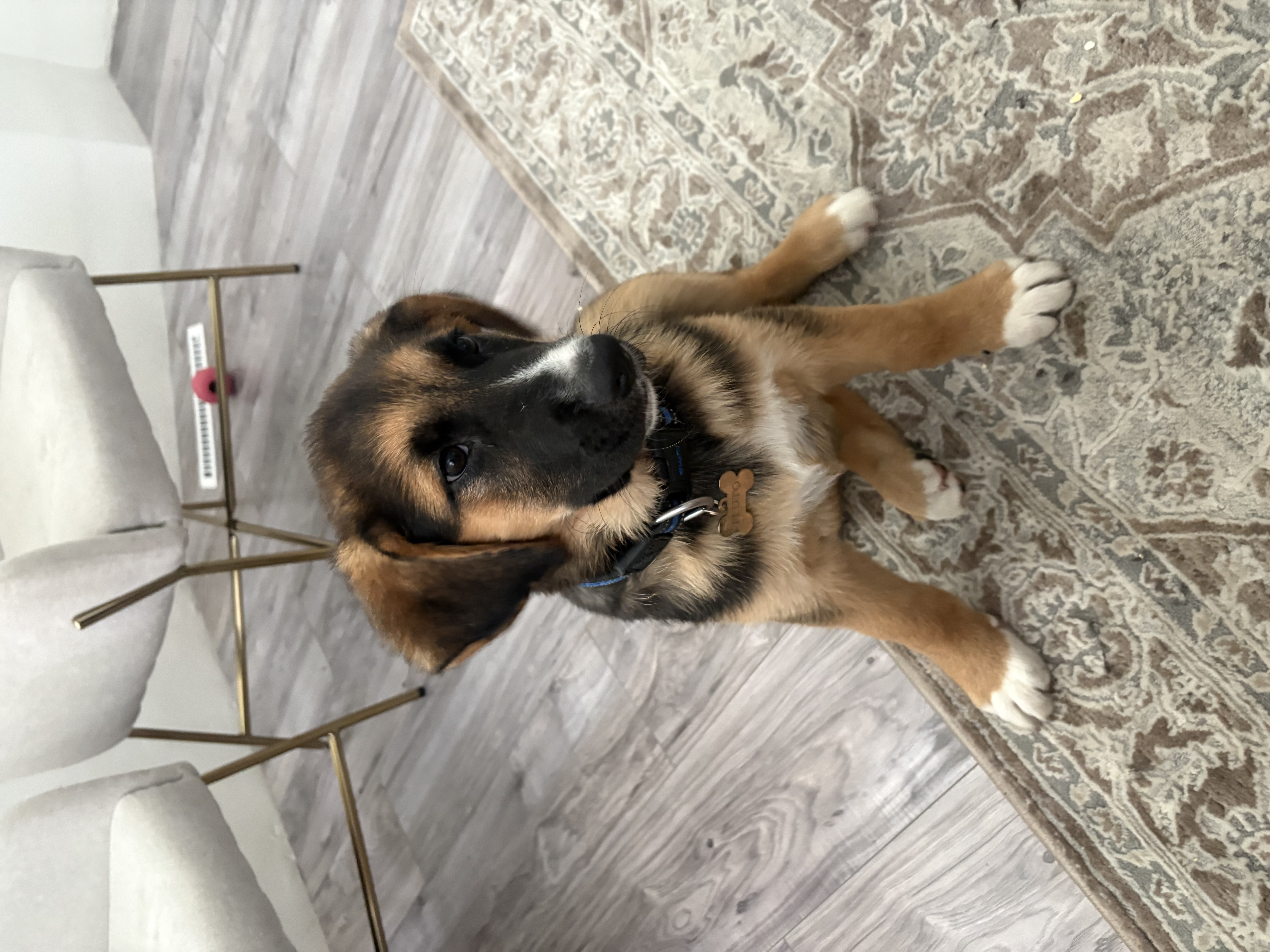 Photo of Bernese Mix Puppy