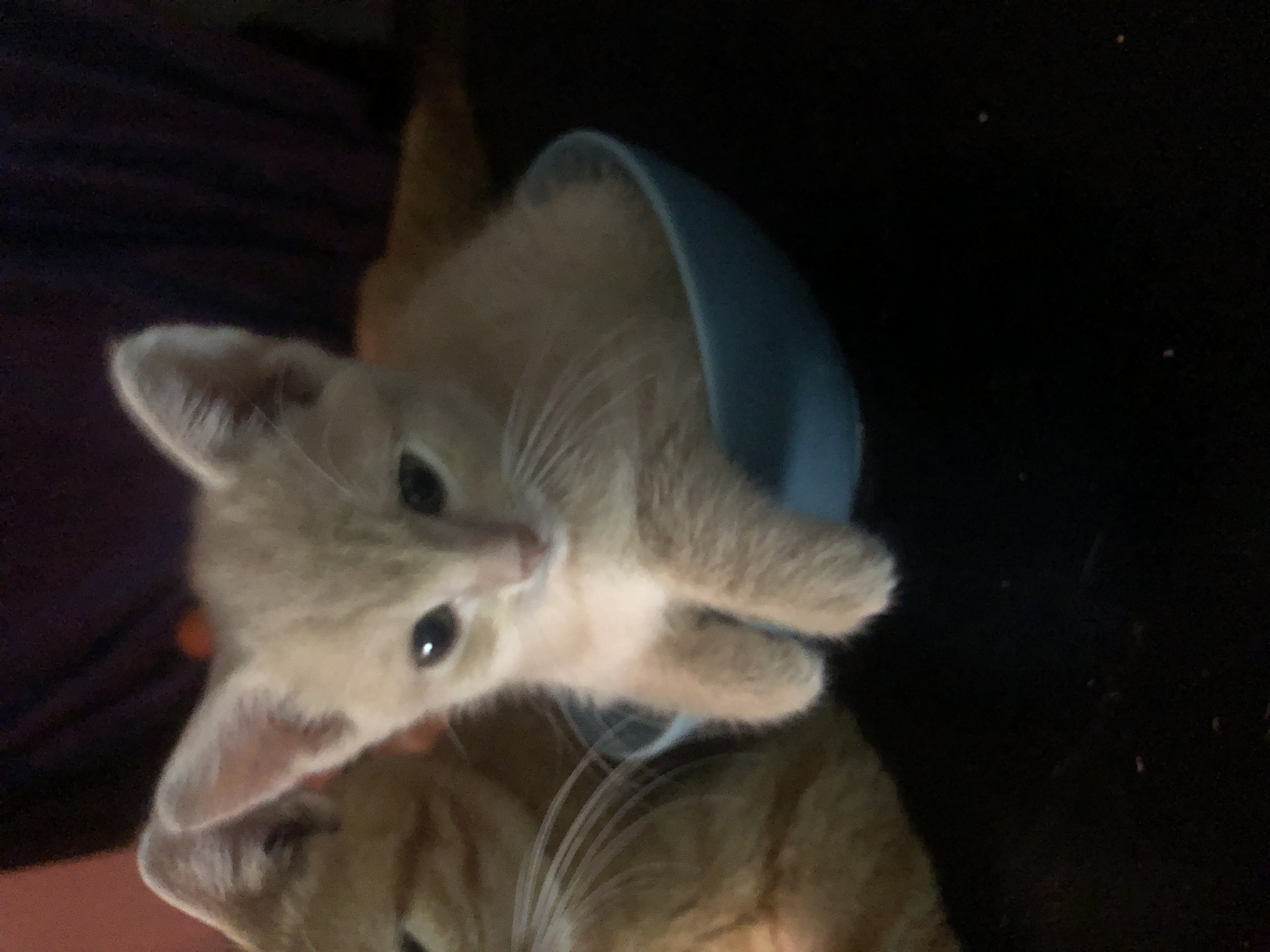 Photo of Kittens for sale 