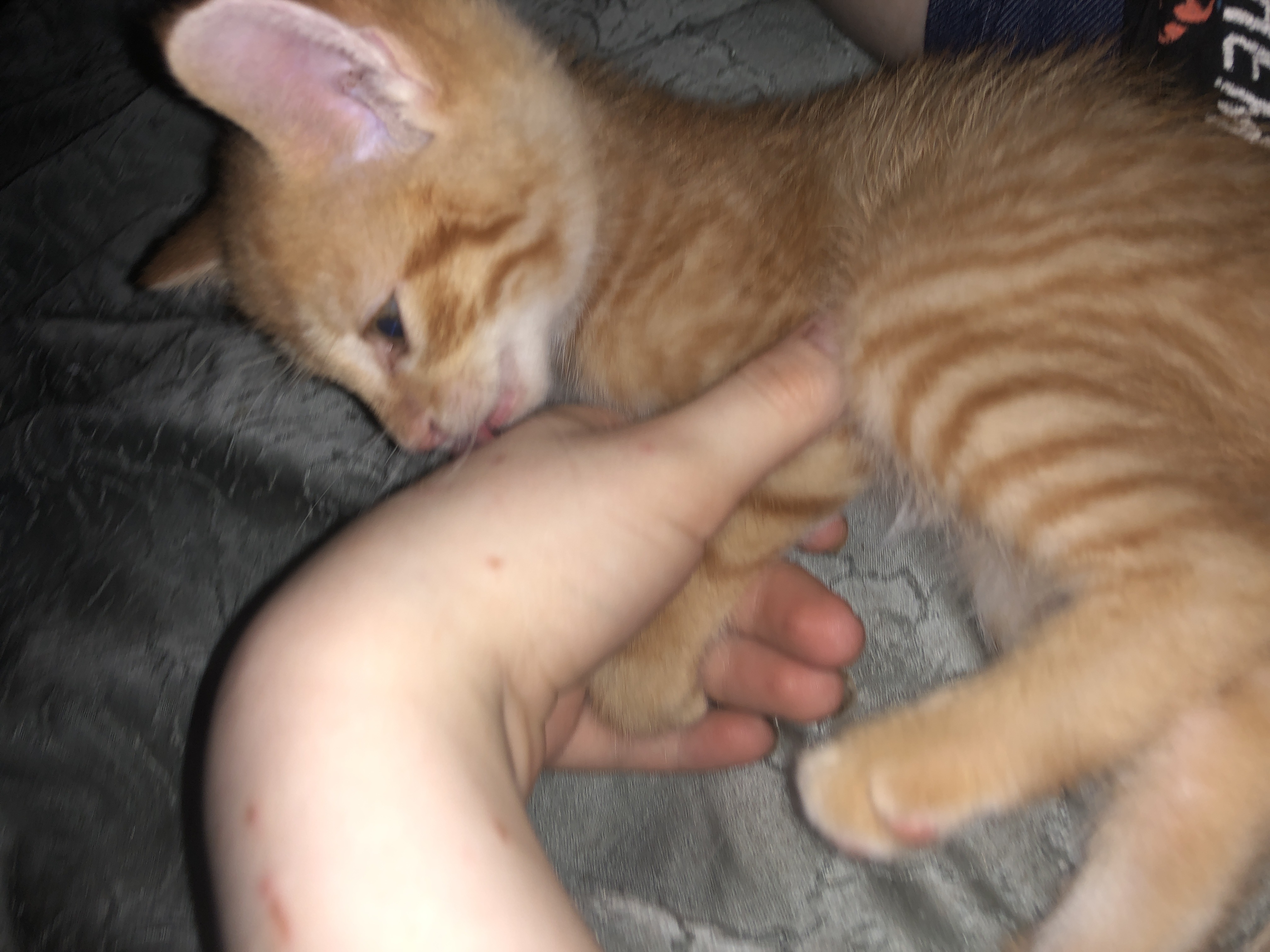 Photo of Kittens for sale 