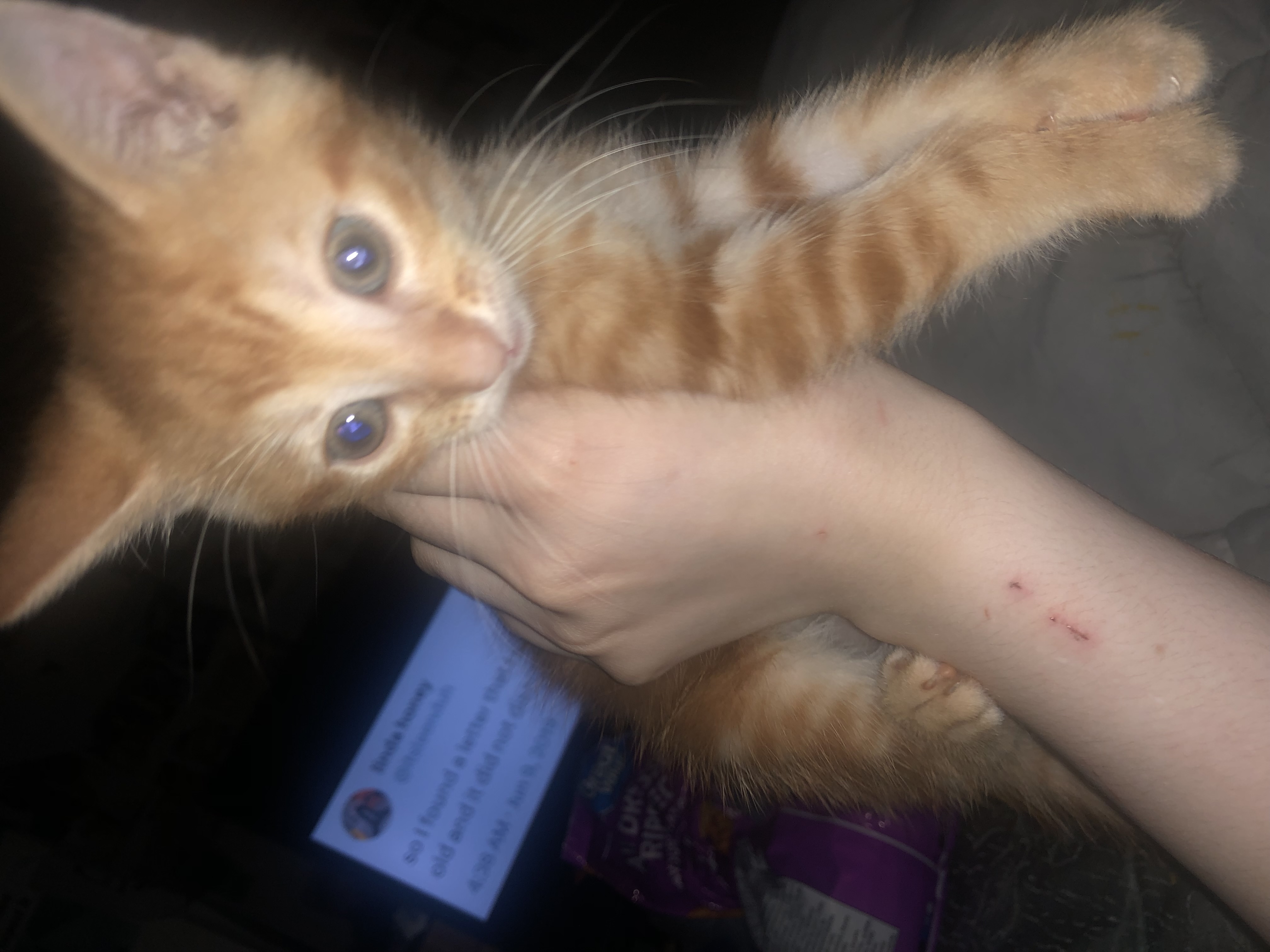 Photo of Kittens for sale 