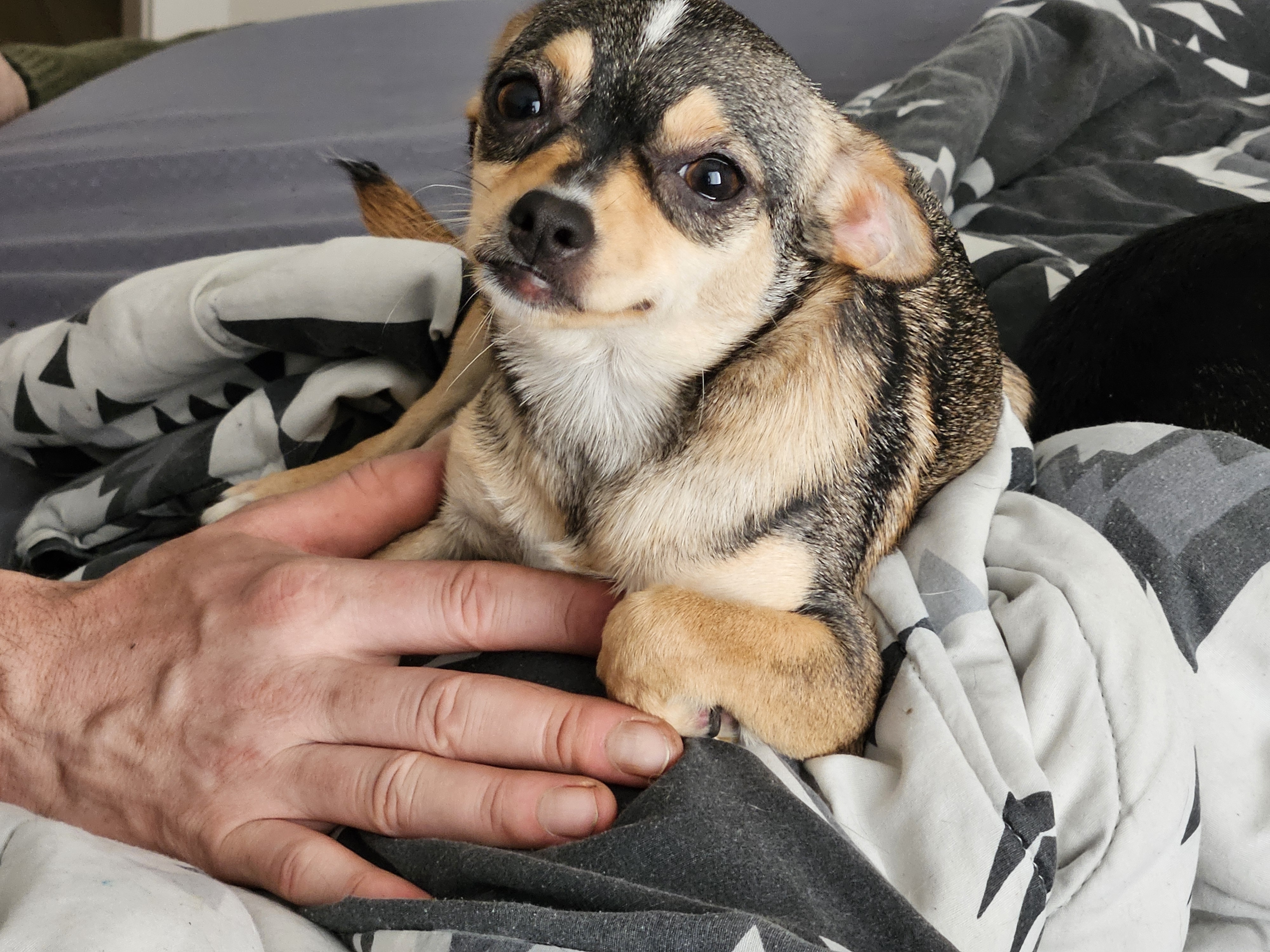 Photo of Sweet chihuahua needs a furever home