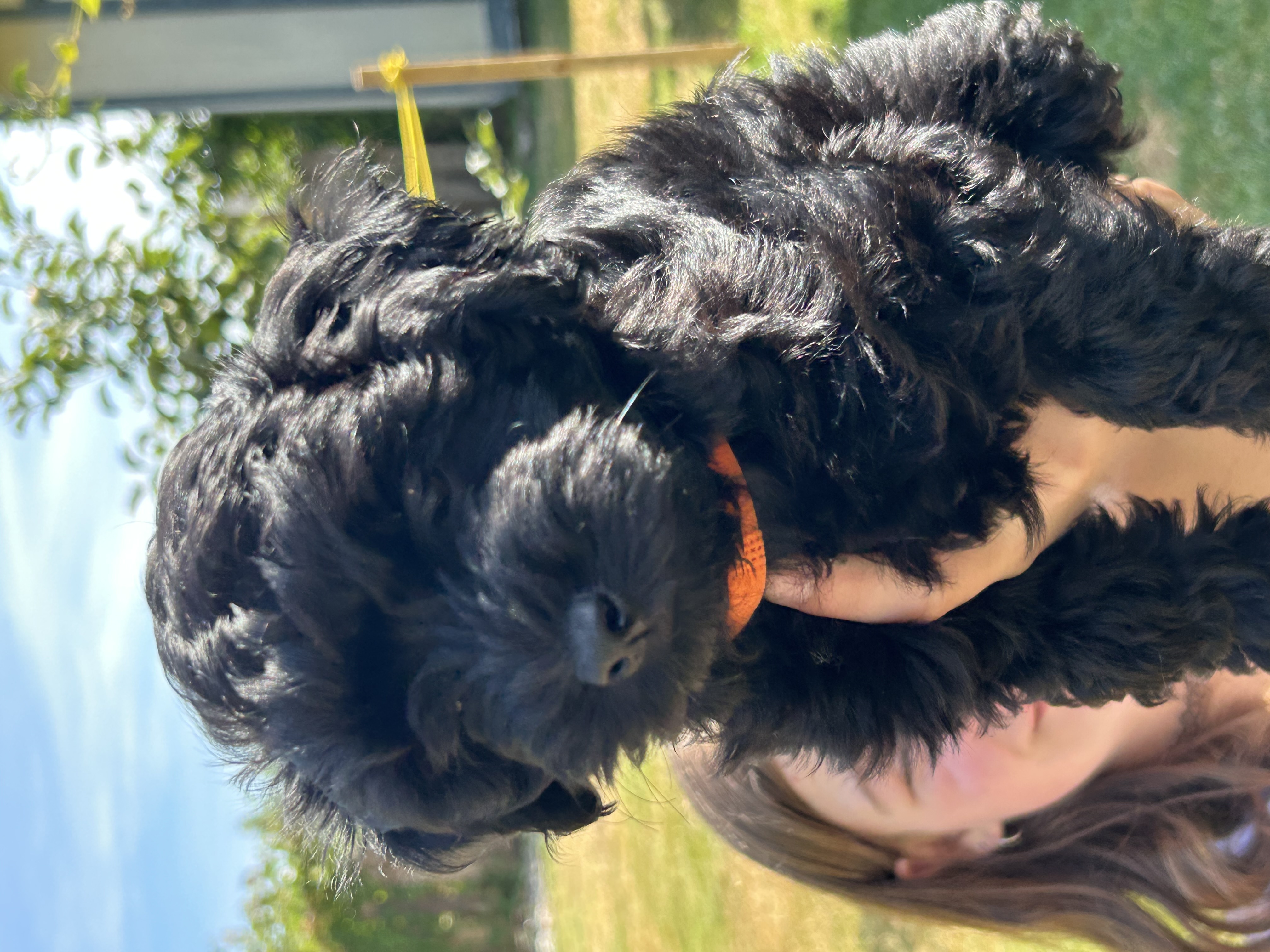 Photo of HAVAPOO pup 