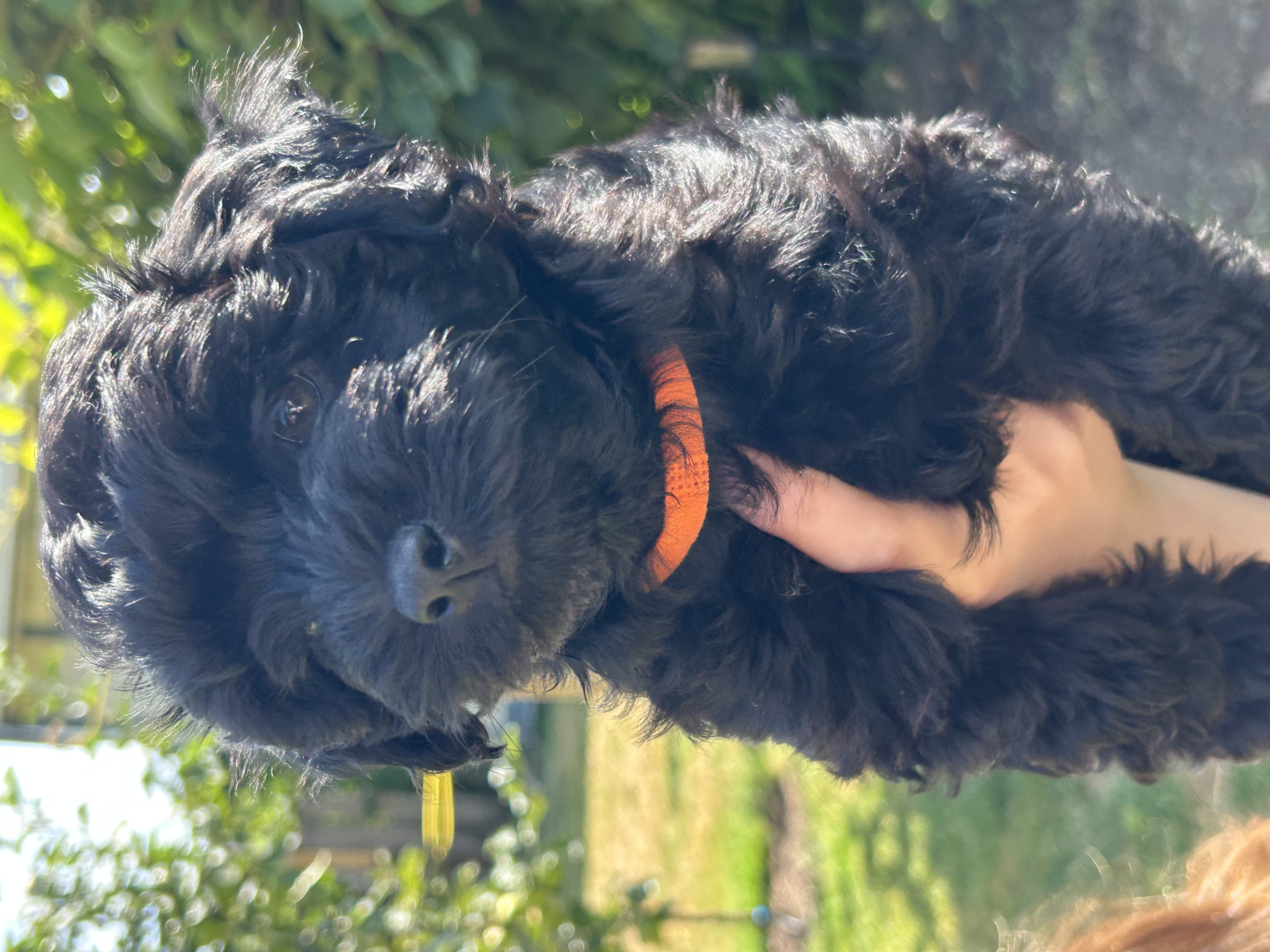 Photo of HAVAPOO pup 