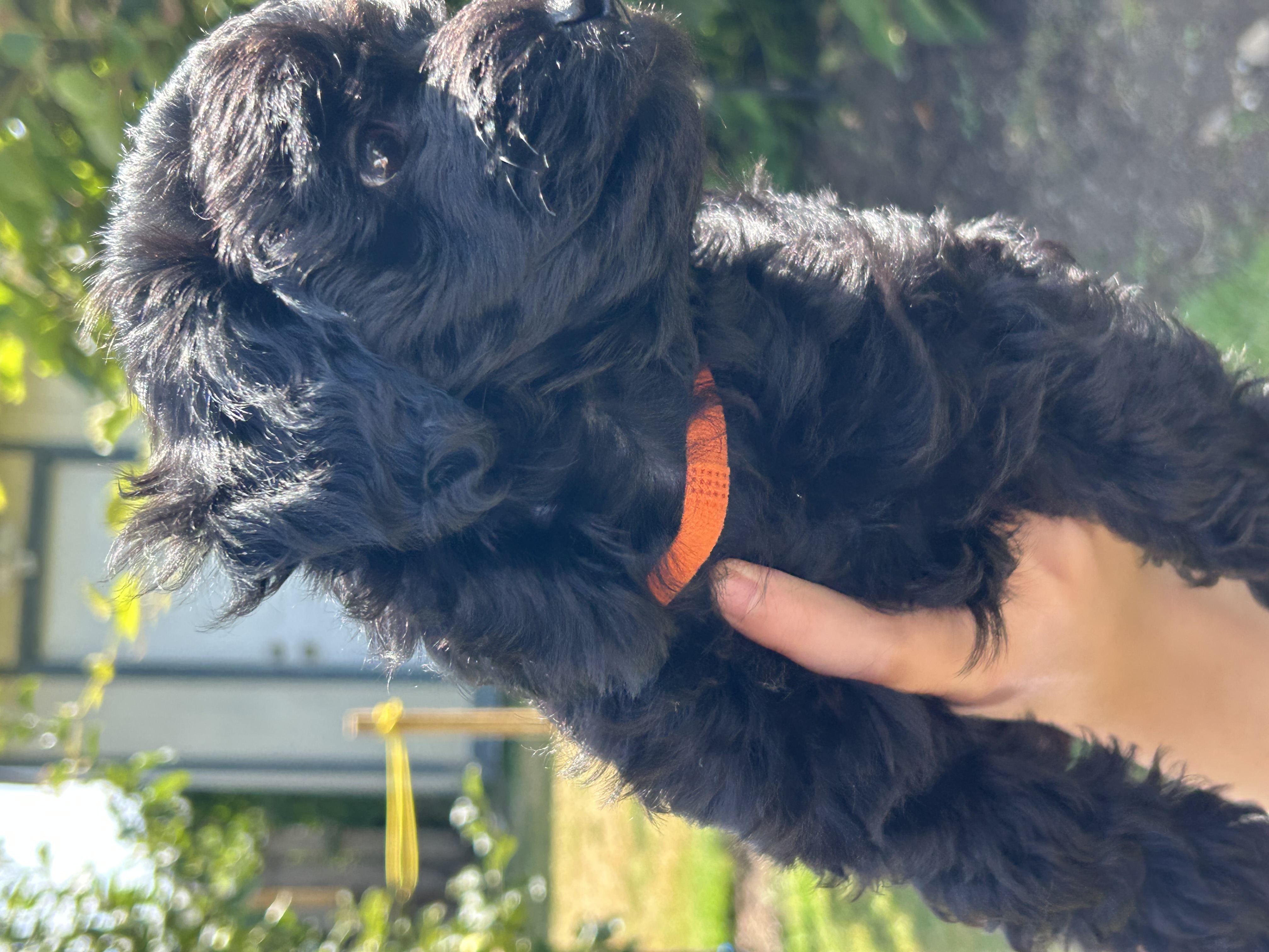 Photo of HAVAPOO pup 