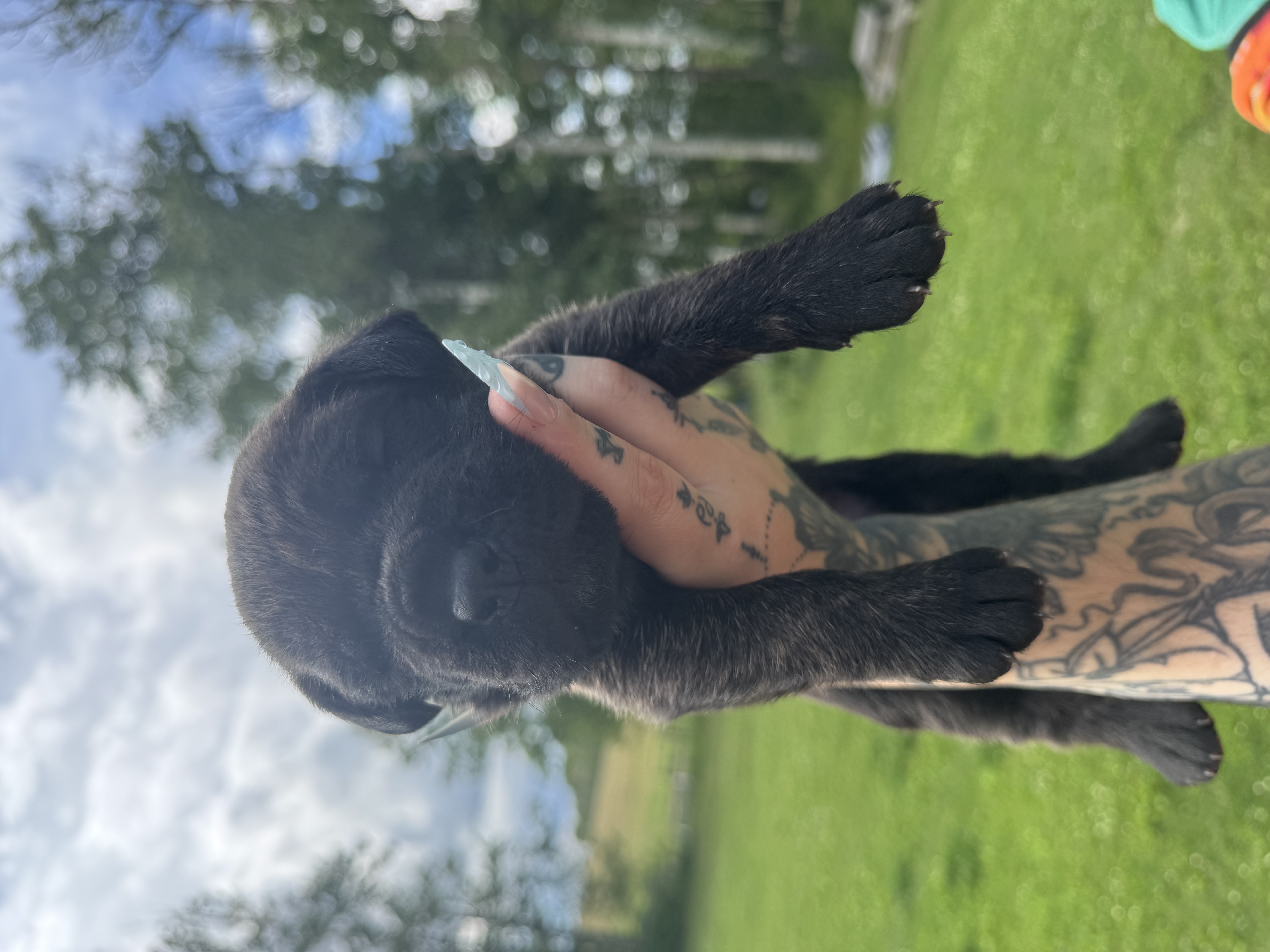 Photo of Cane Corso puppies