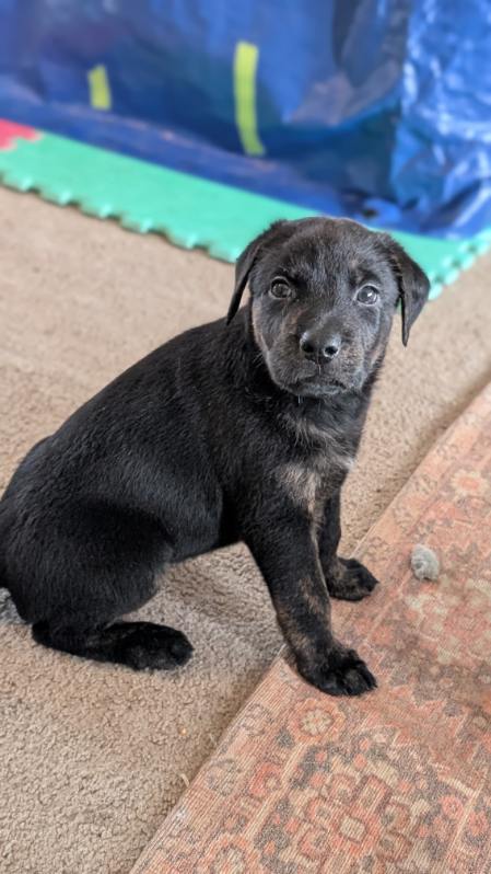 Photo of Puppies need a ❤️  loving  home 🏡 