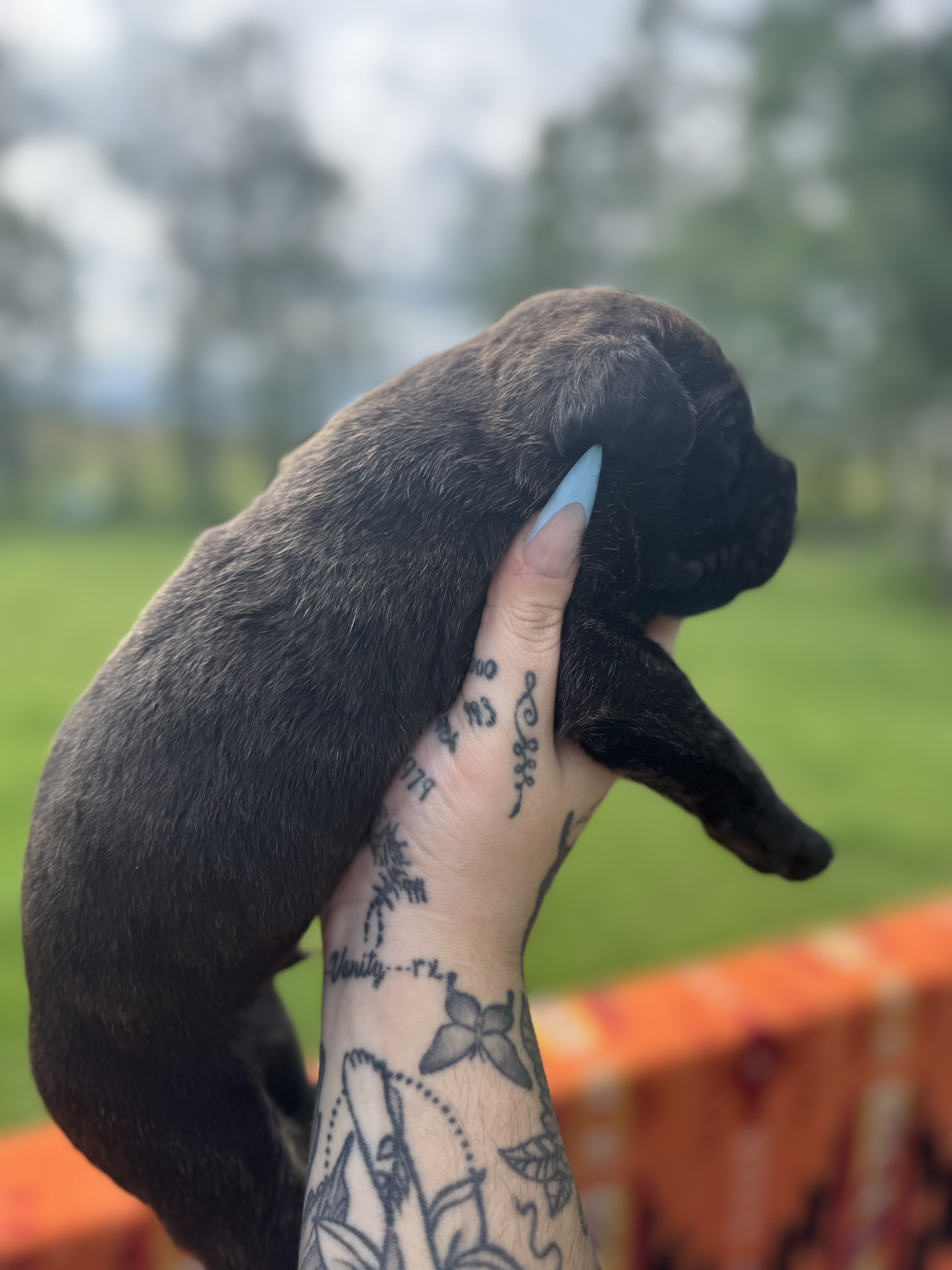 Photo of Cane Corso puppies