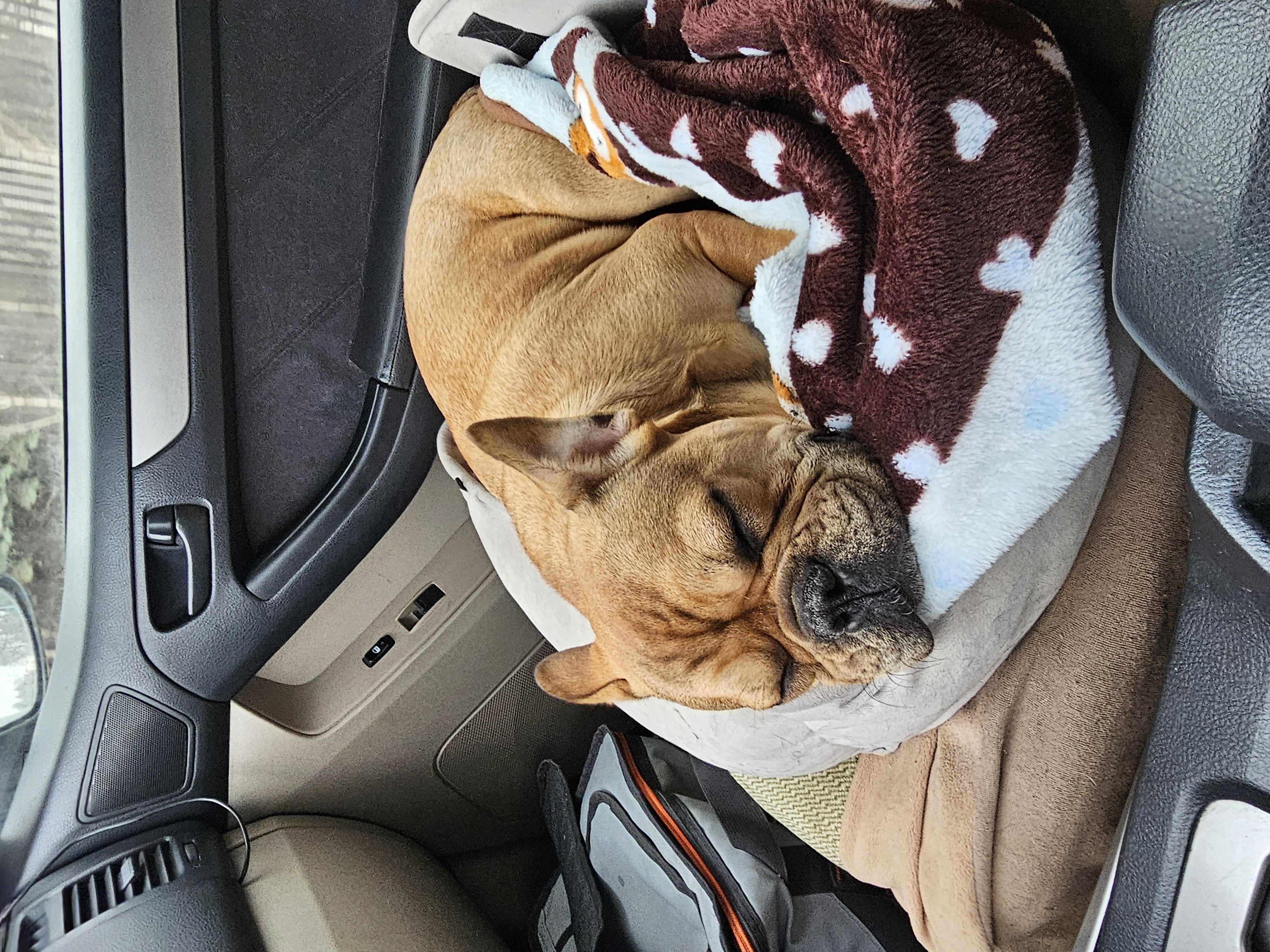 Photo of French Bulldog Puppy