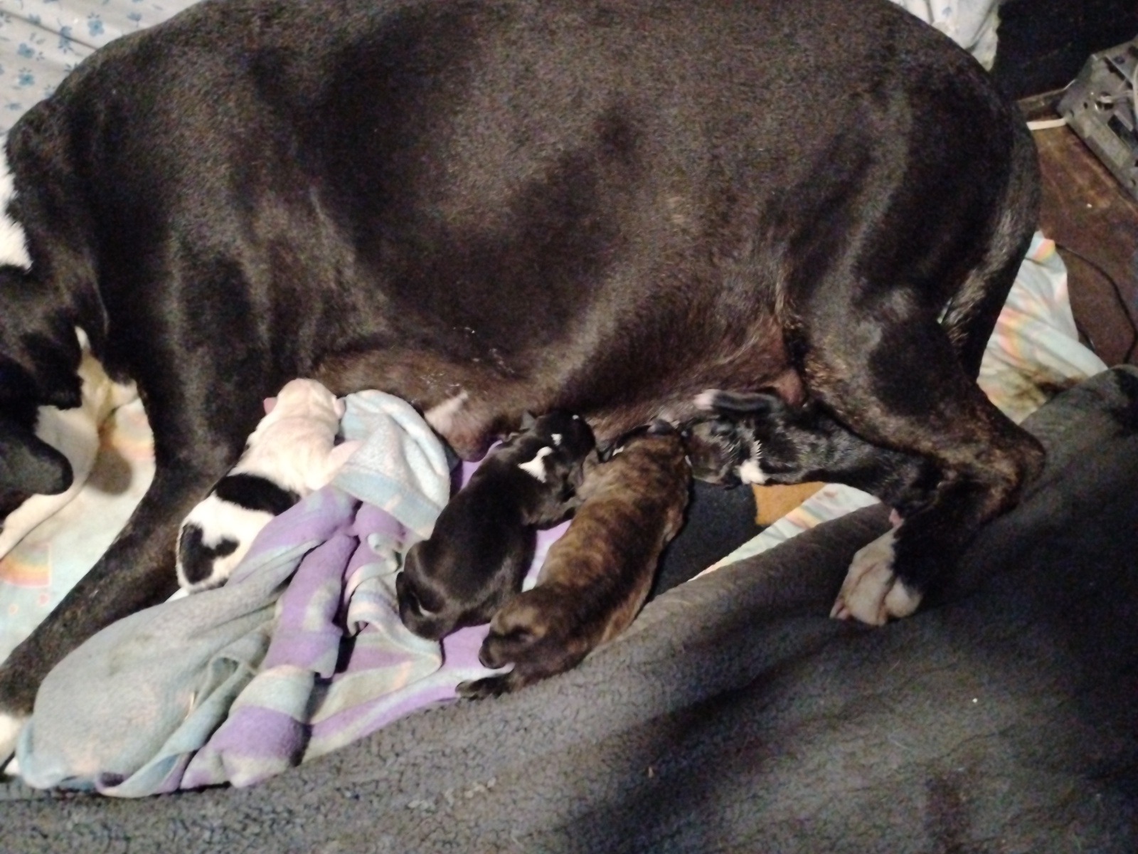 Photo of Pitbull puppy's 