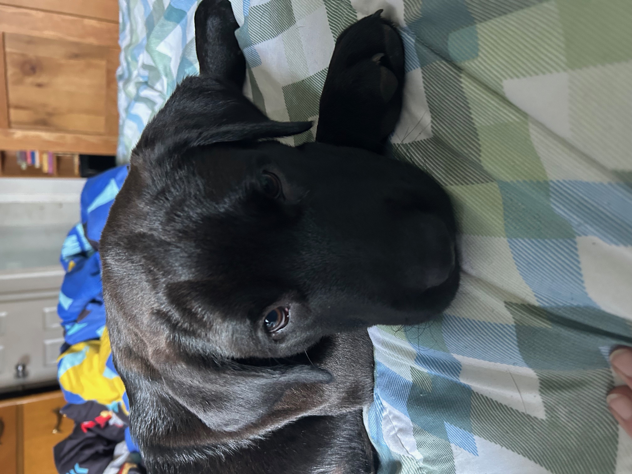 Photo of Anatolian Shepherd/Lab x pups