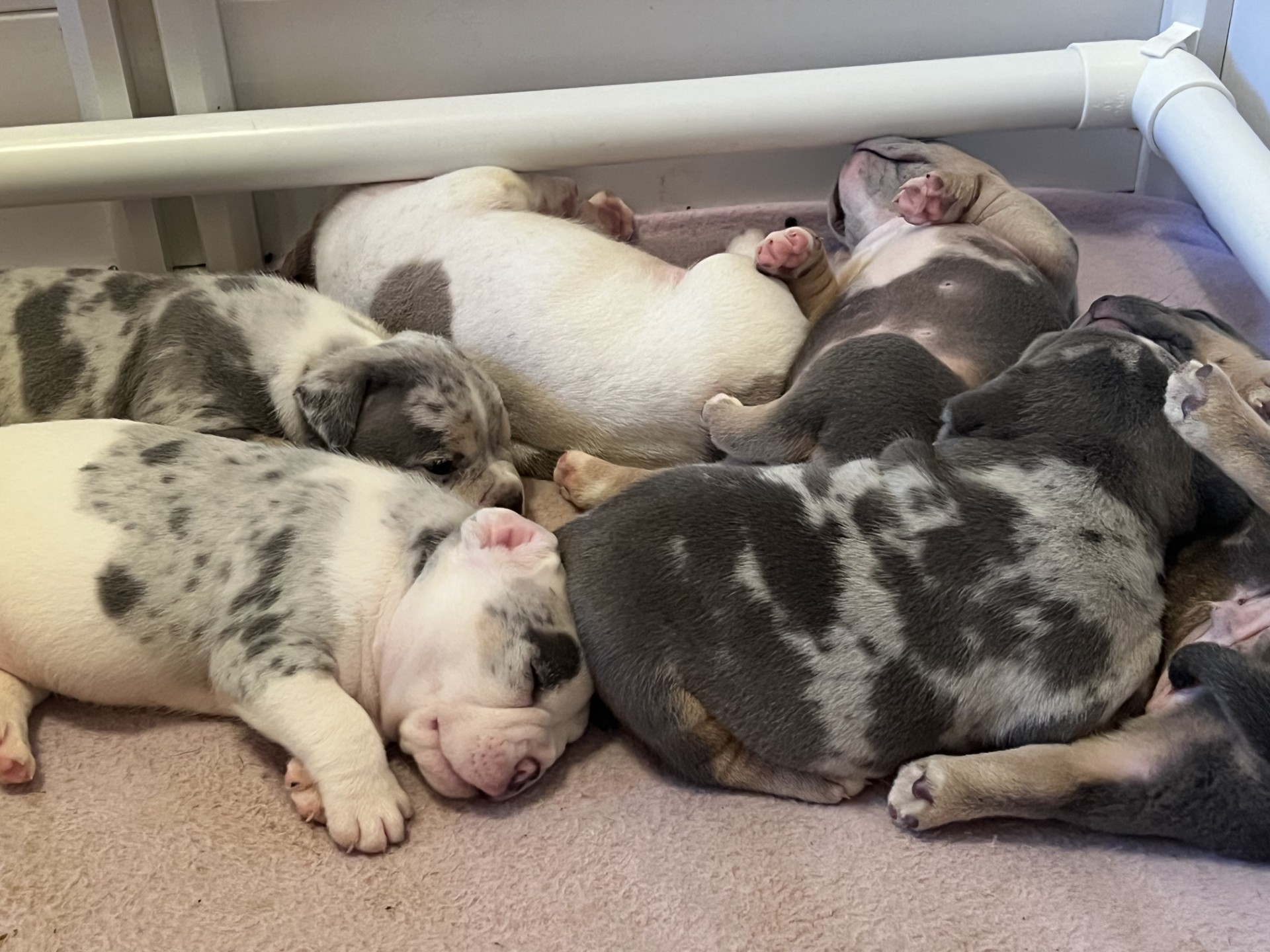 Photo of Adorable American Pocket Bully Puppies for Rehoming 