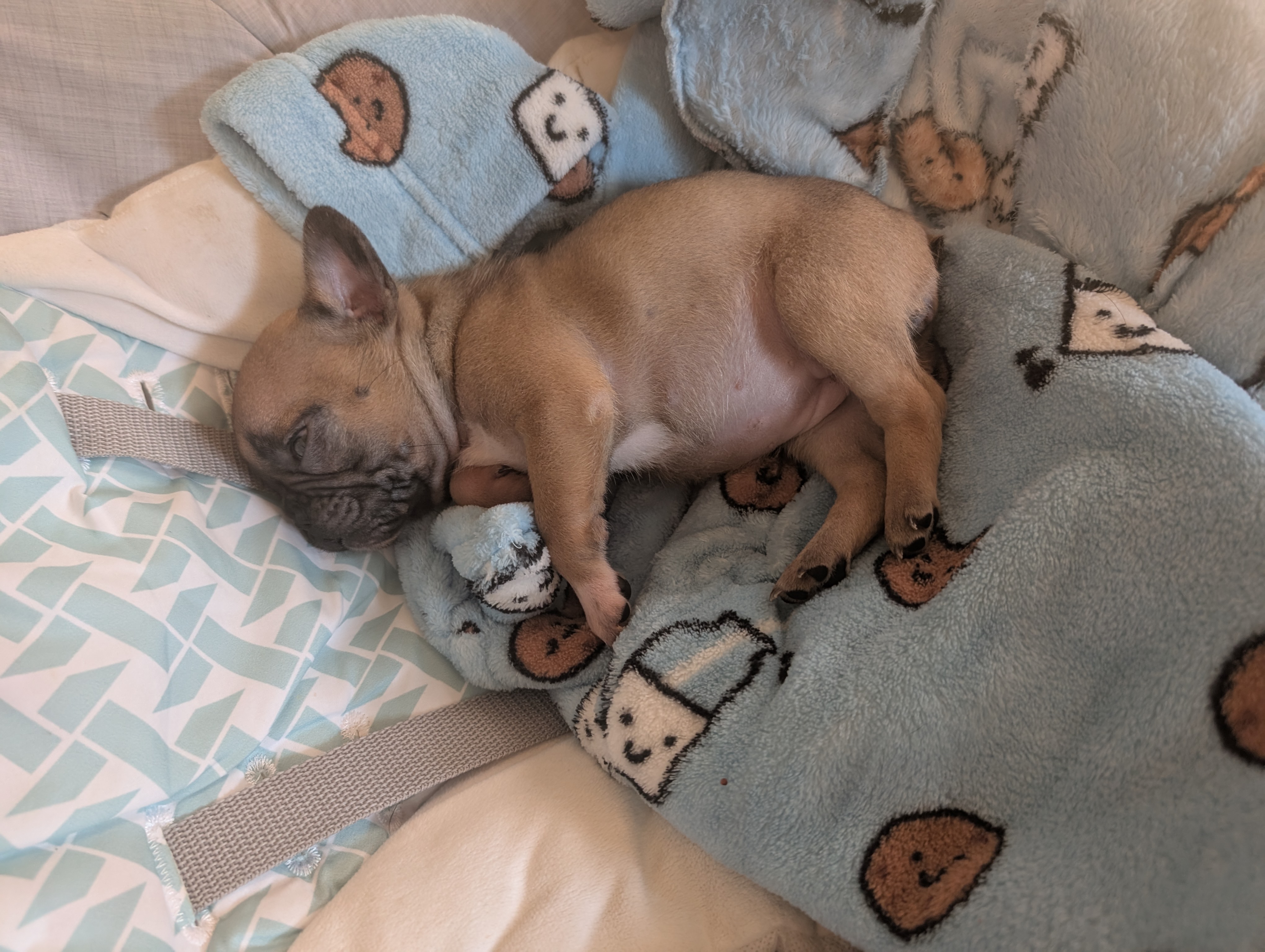 Photo of French bulldog 