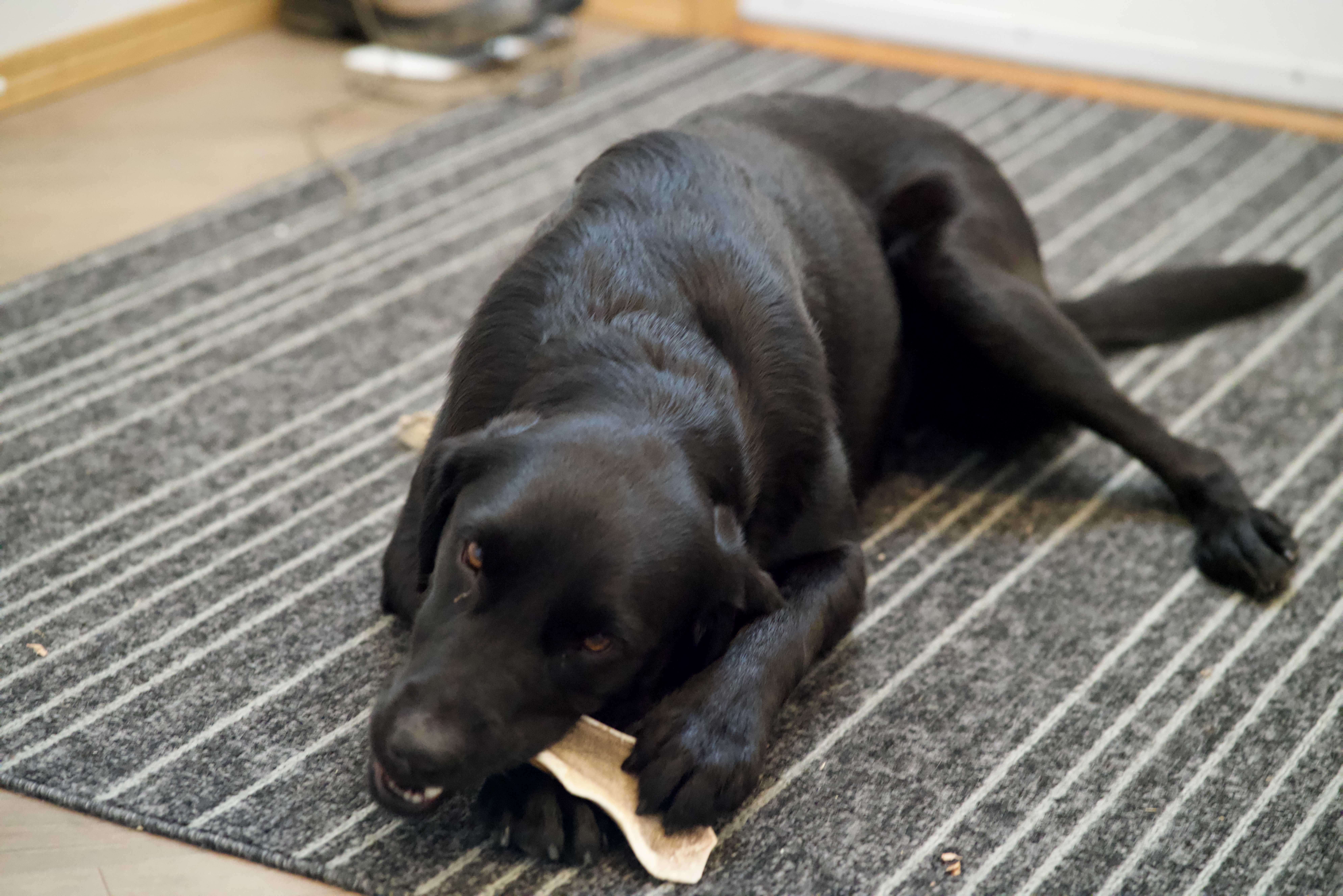 Antler Dog Chews | Locally Sourced in Alberta | Naturally Shed | Long-Lasting | Cleans Teeth - 8 - 1754222121968__DSCE1542